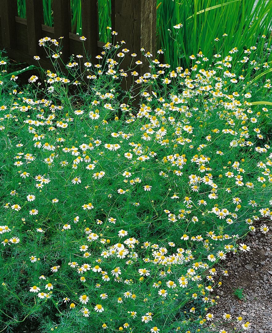 Pflanzen für Dich Staude Matricaria recutita, 1 St., Echte Kamille, Kamille