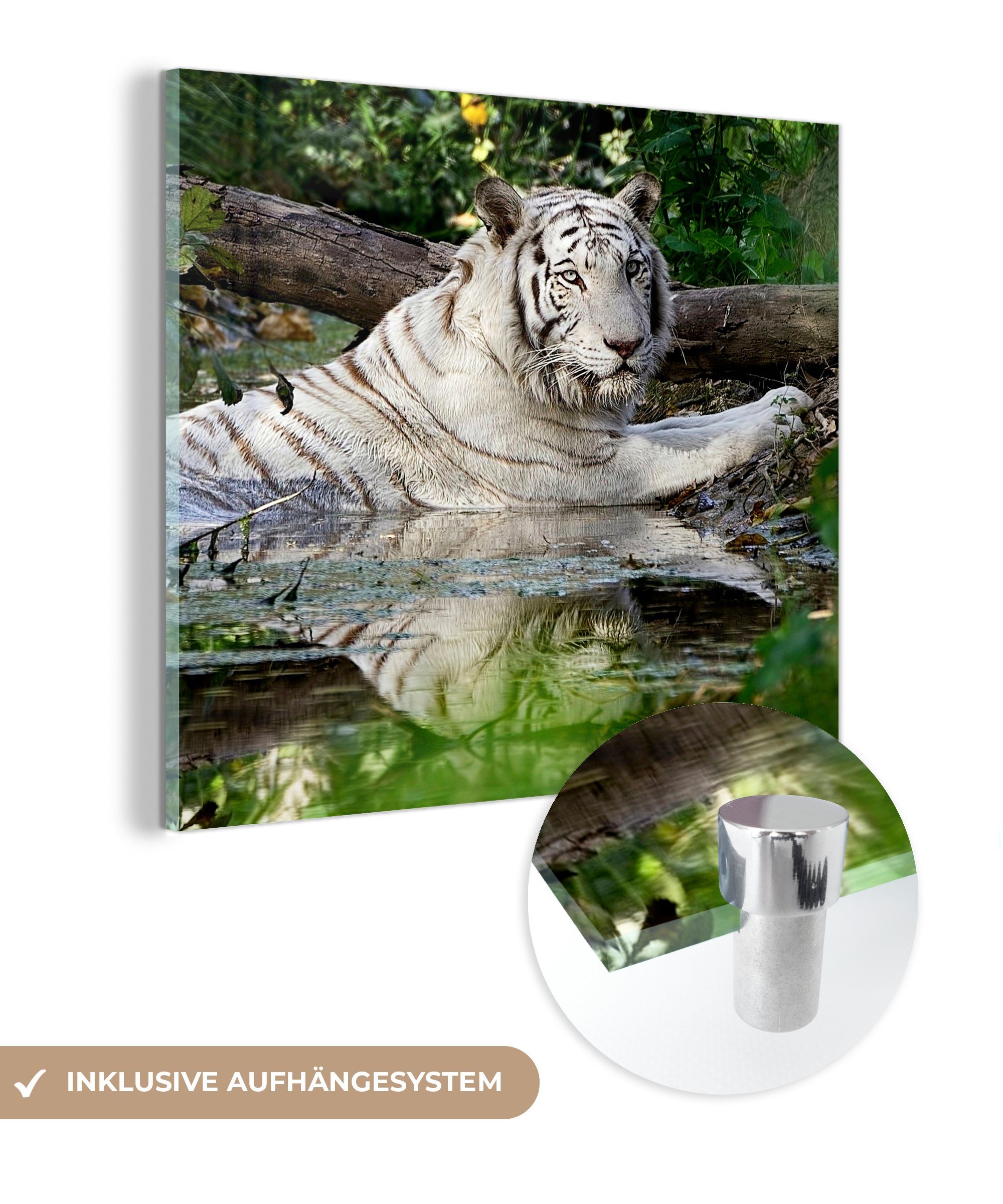 MuchoWow Acrylglasbild Weißer Tiger im Wasser, (1 St), Glasbilder - Bilder auf Glas Wandbild - Foto auf Glas - Wanddekoration