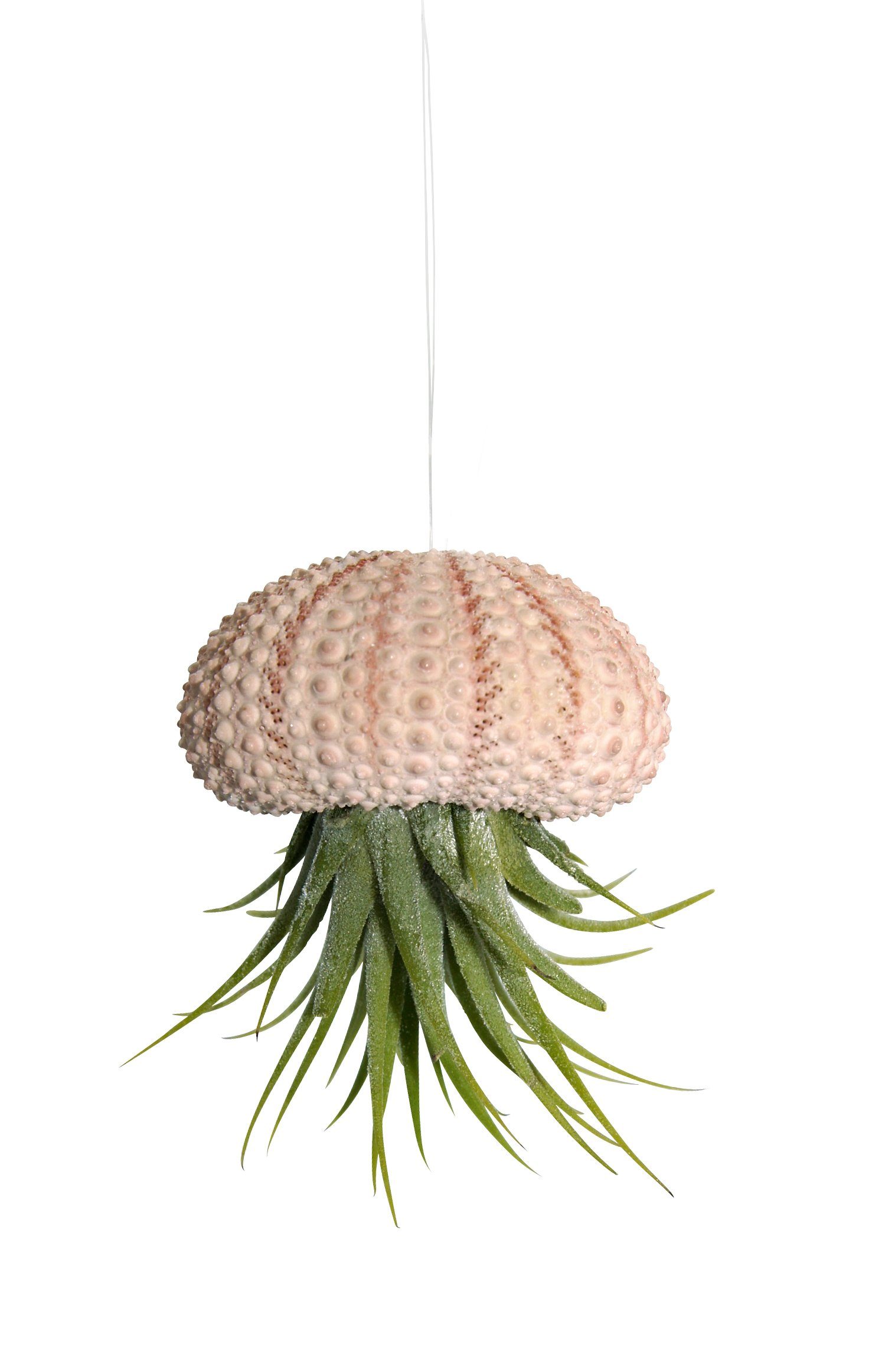 Hängedekoration Seeigelgehäuse mit echter Tillandsia