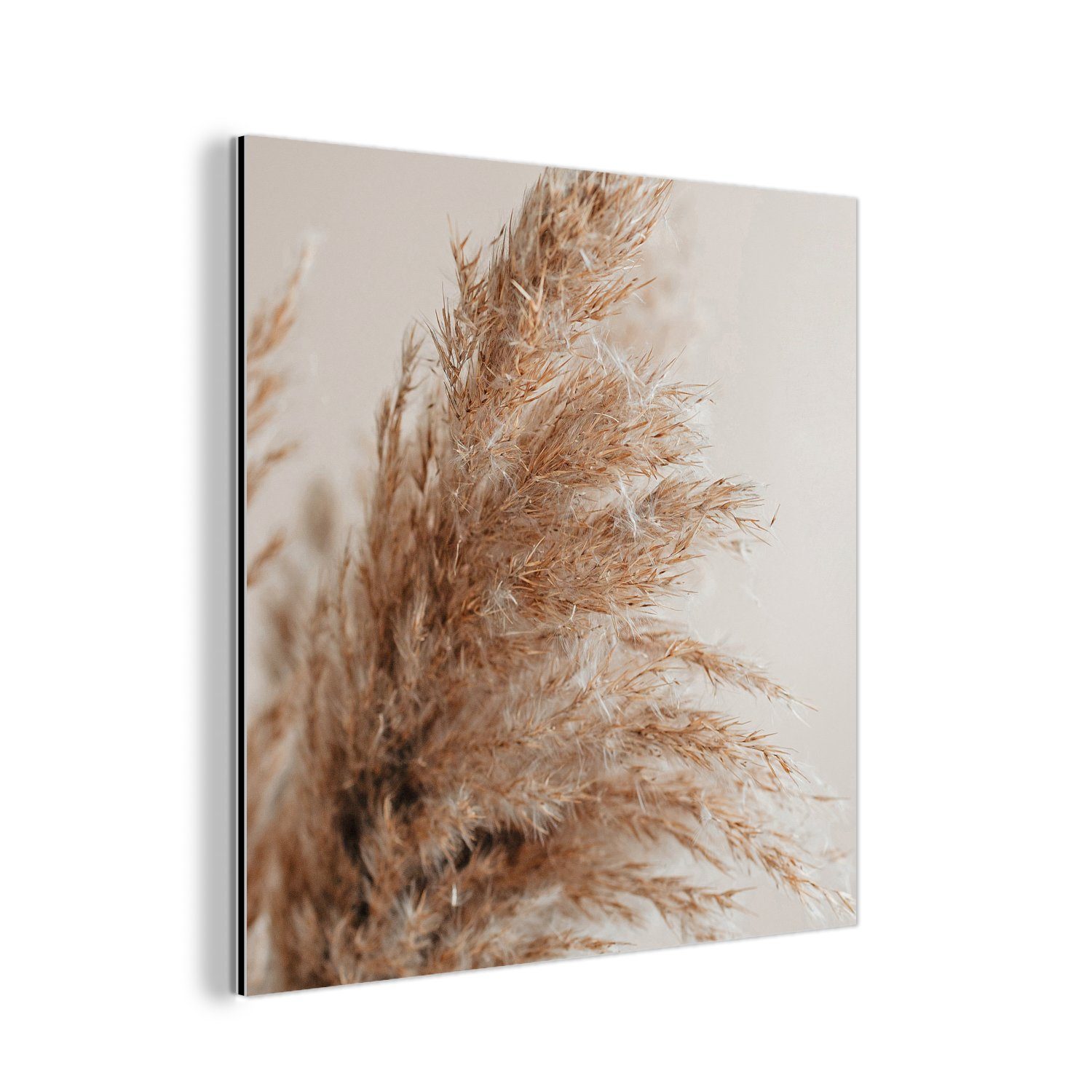 MuchoWow Metallbild Gras - Pflanzen - Natur - Pampasgras, (1 St), Alu-Dibond-Druck, Gemälde aus Metall, Aluminium deko