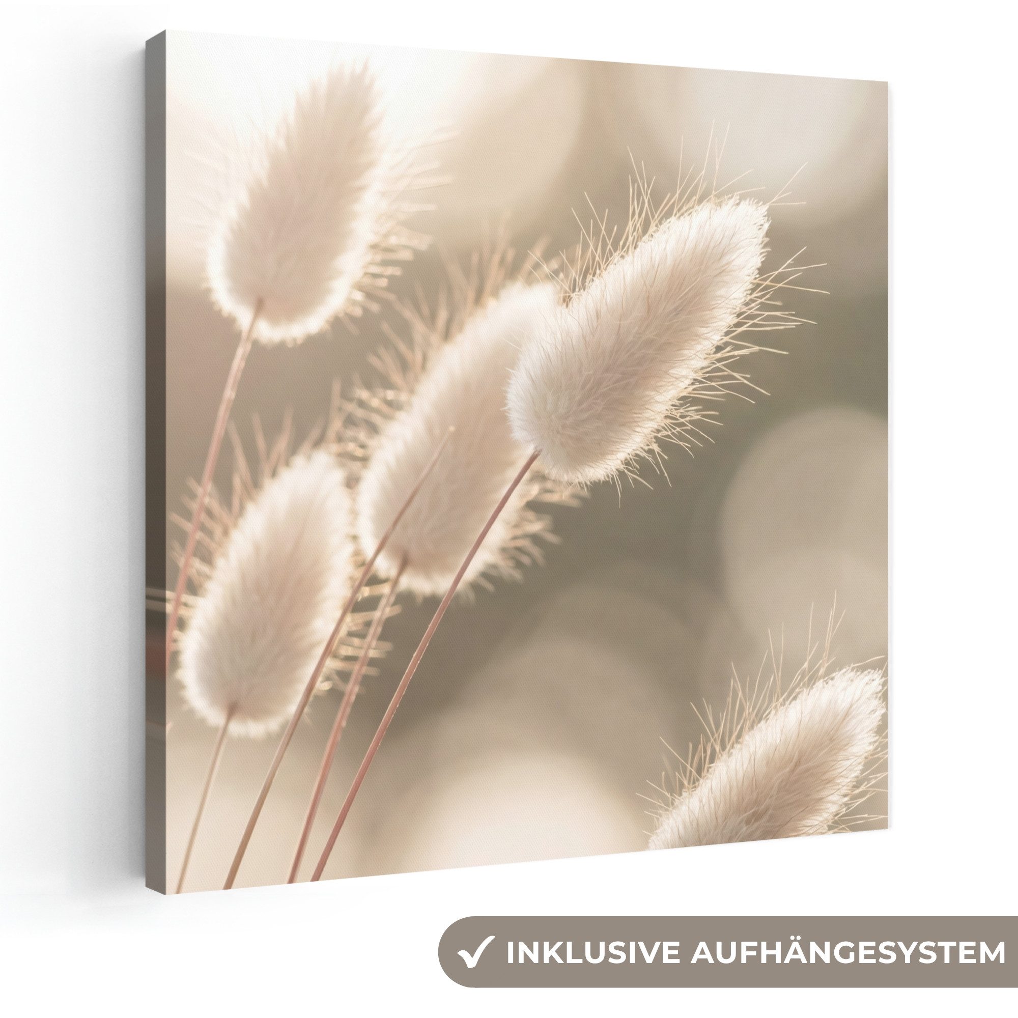 OneMillionCanvasses® Leinwandbild Haselschwanzgras - Weiß - Sonnenlicht, Fotodruck (1 St), Wandbild, Deko Schlafzimmer Wohnzimmer Flur 20x20 cm