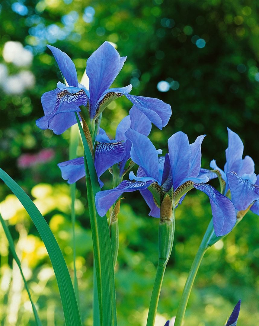 Pflanzen für Dich Staude Iris sibirica 'Blue King', 1 St., Sibirische Schwertlilie