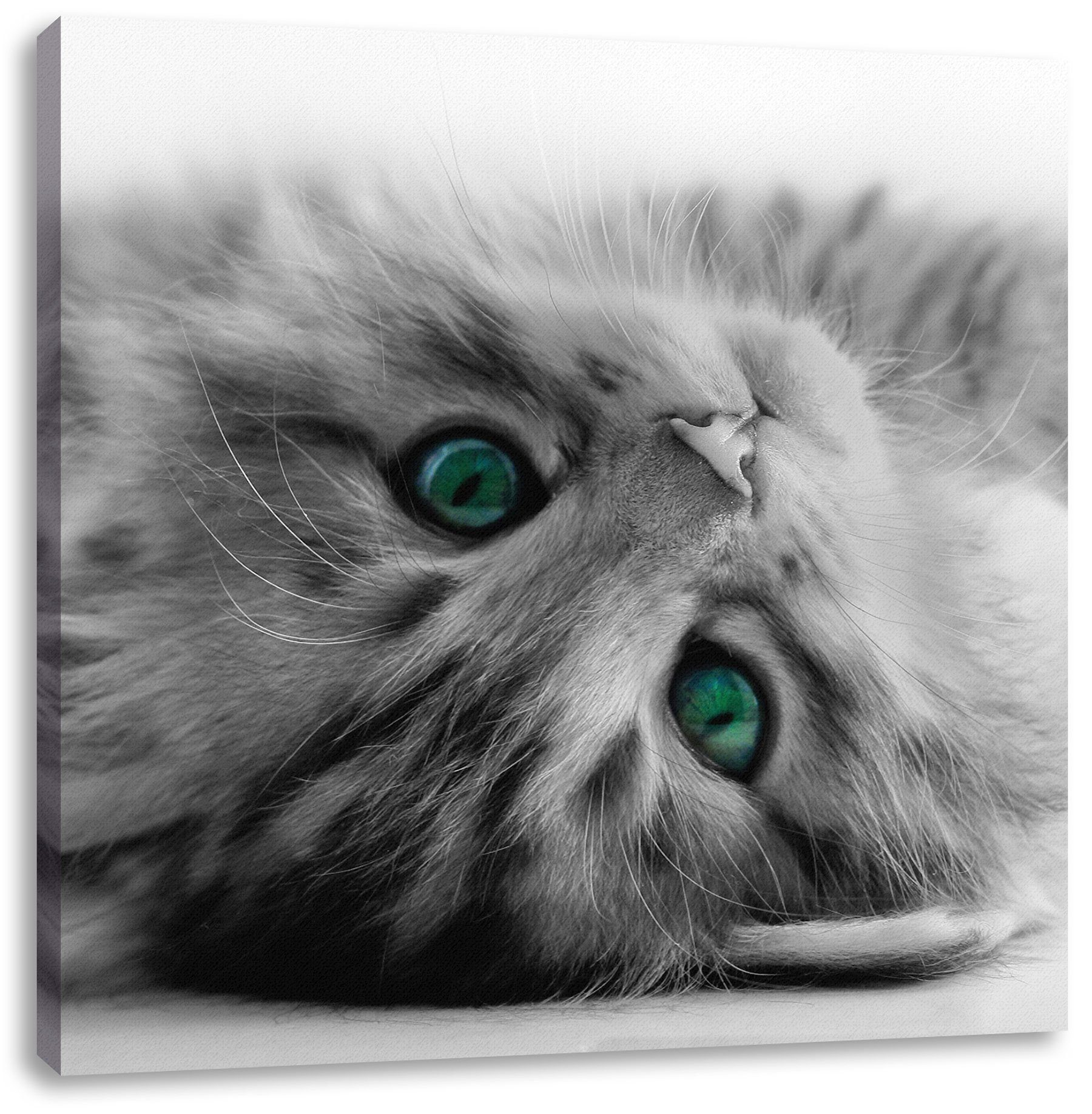 Pixxprint Leinwandbild Süßes Katzenbaby, bespannt, (1 St), Zackenaufhänger Leinwandbild fertig Süßes Katzenbaby inkl