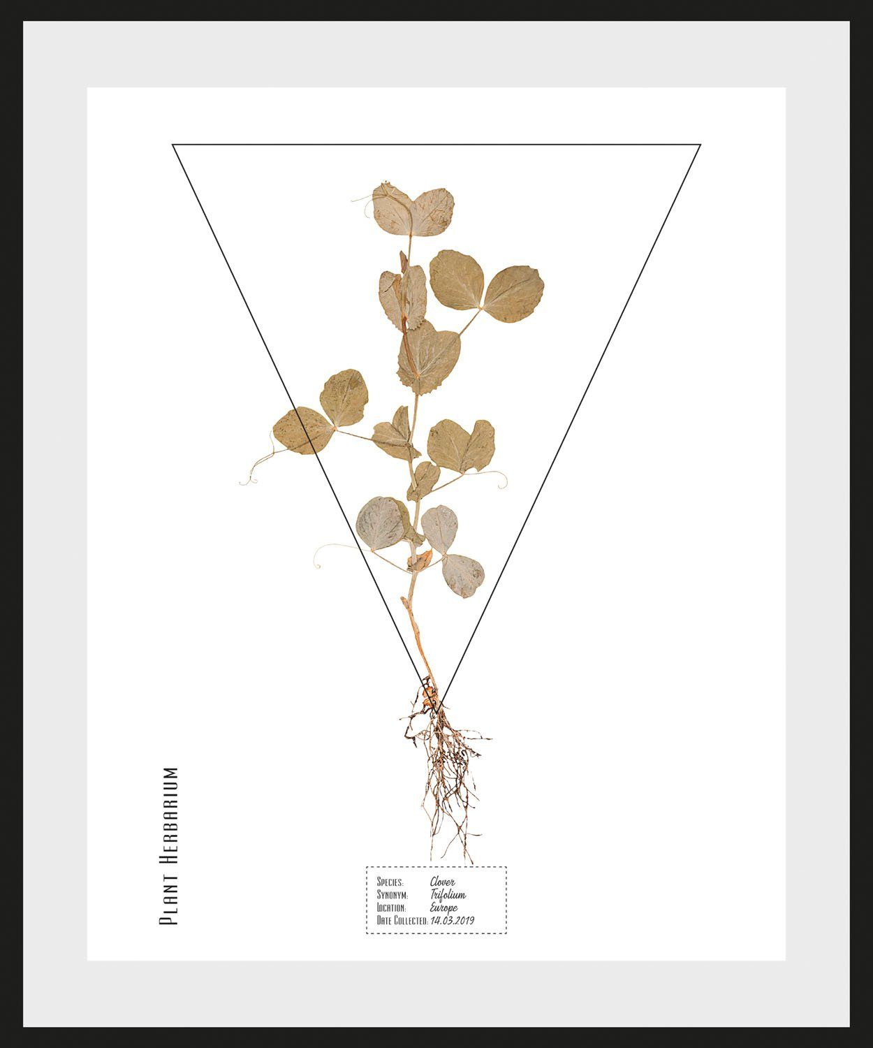 Trifolium, queence Bild (1 St)
