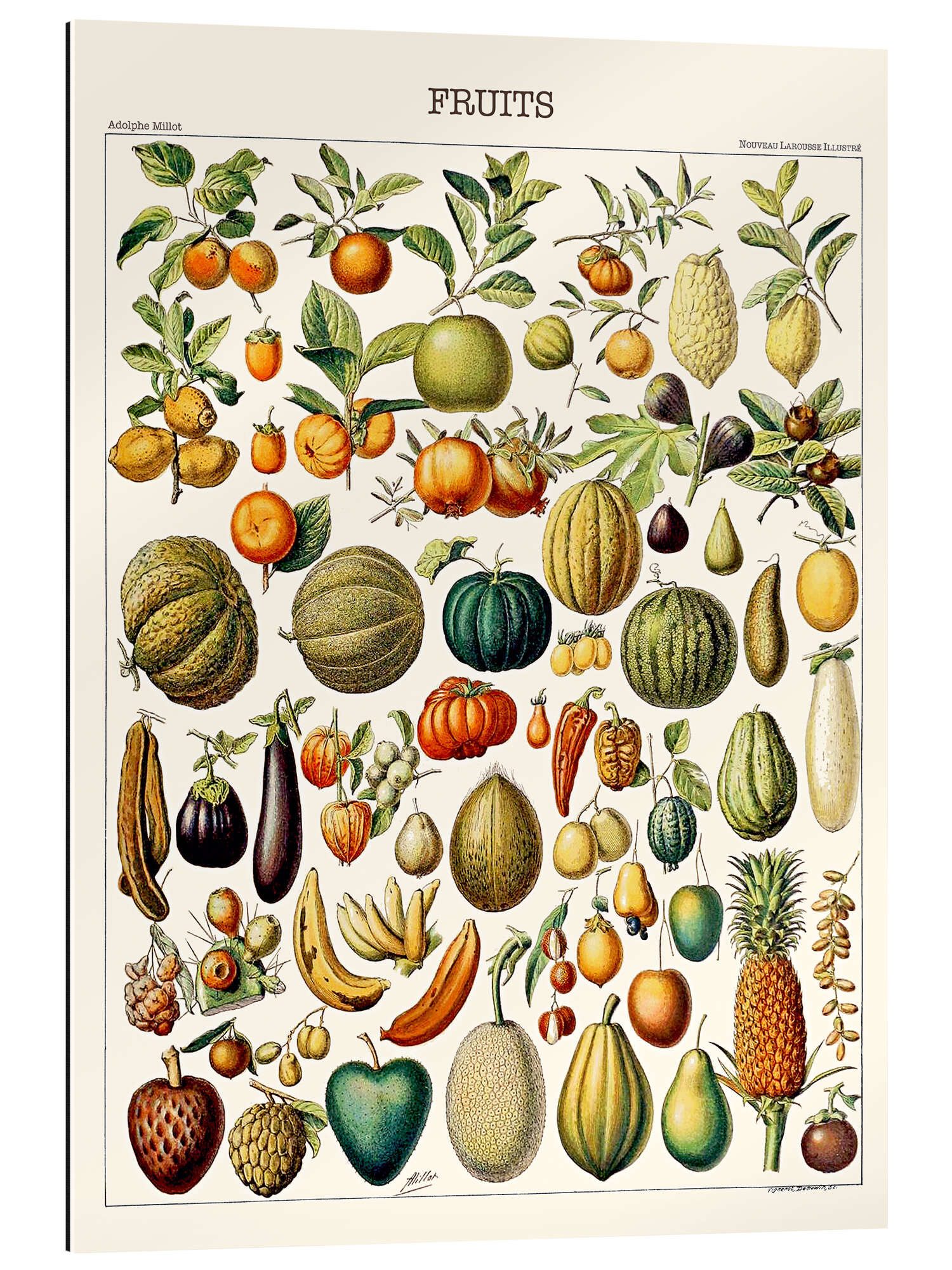 Posterlounge Wandbild Illustration von Früchten, 1923, günstig online kaufen