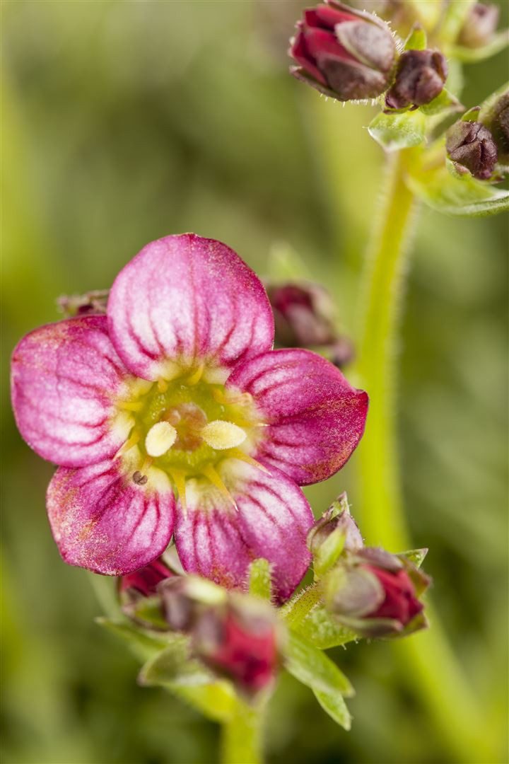 Pflanzen für Dich Staude Saxifraga arendsii Harder Zwerg, 1 St., Moos-Steinbrech, Polster-Steinbrech