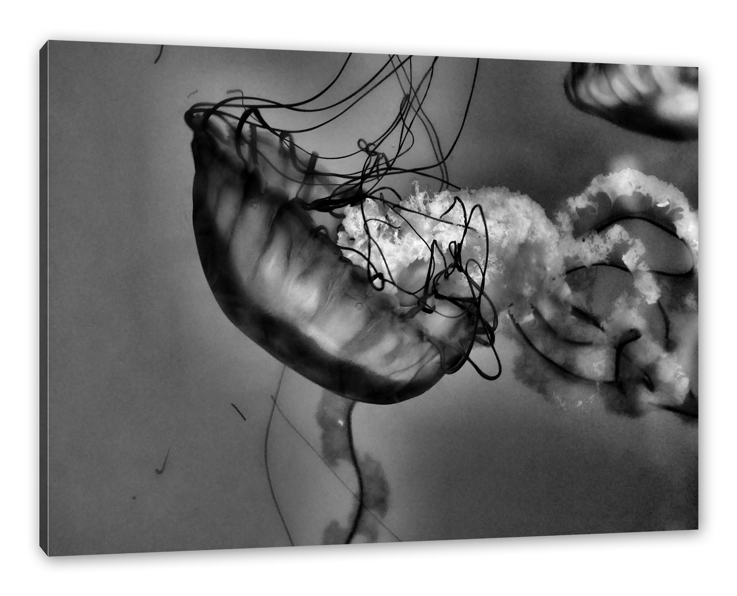 Pixxprint Leinwandbild anmutige Qualle im Wasser, anmutige Qualle im ...