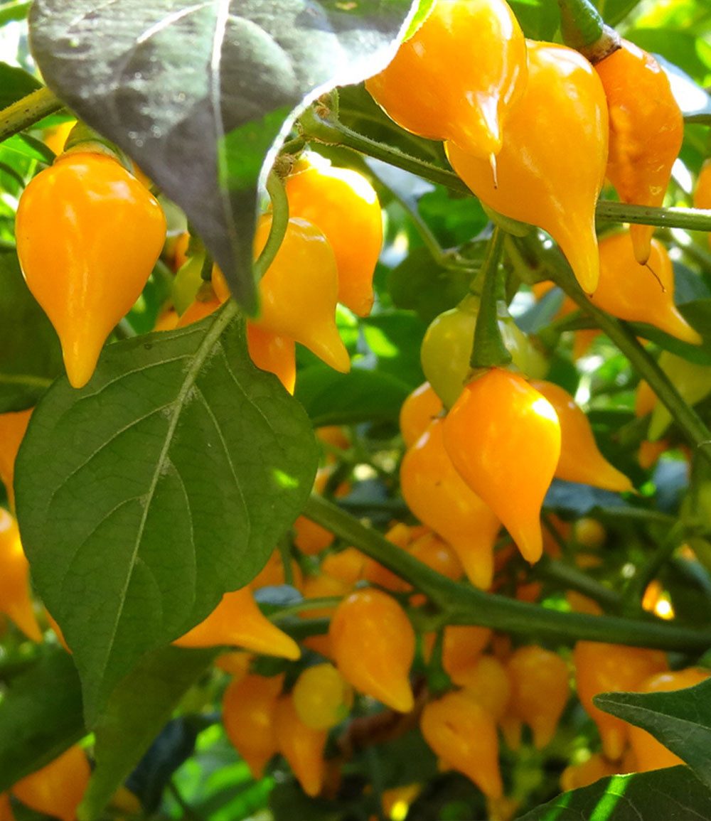 BALDUR Garten Gemüsepflanze Mini Snack-Chilli 'gelb', 1 St., Paprika-chili, pflegeleicht, kübelgeeignet