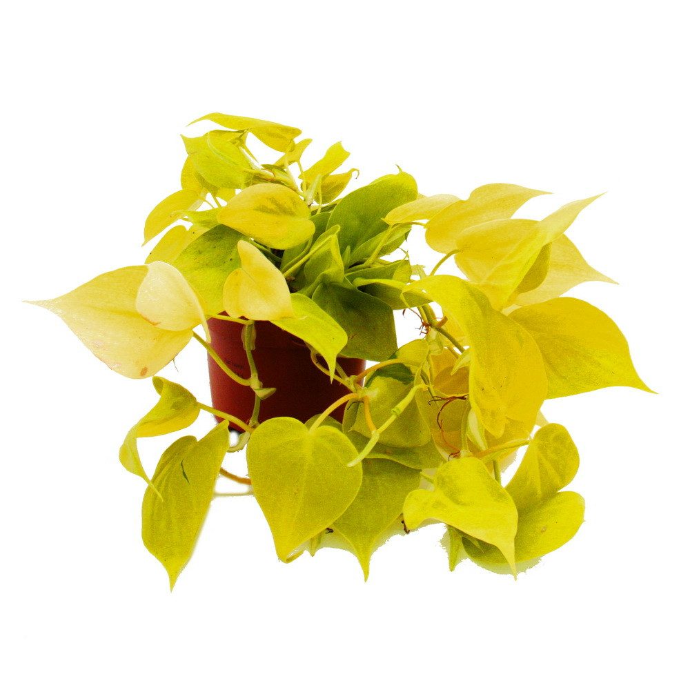 Exotenherz Zimmerpflanze Philodendron scandens Lime Gelbgrüner Kletternder Baumfreund 12cm Topf