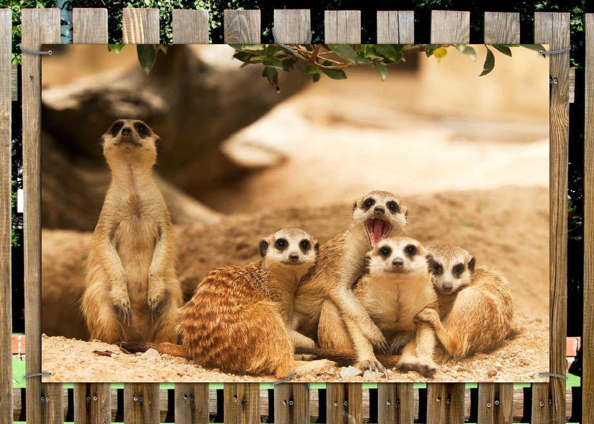Thumbnail - Wallario Sichtschutzzaunmatten Niedliche Erdmännchen kuscheln im Sand