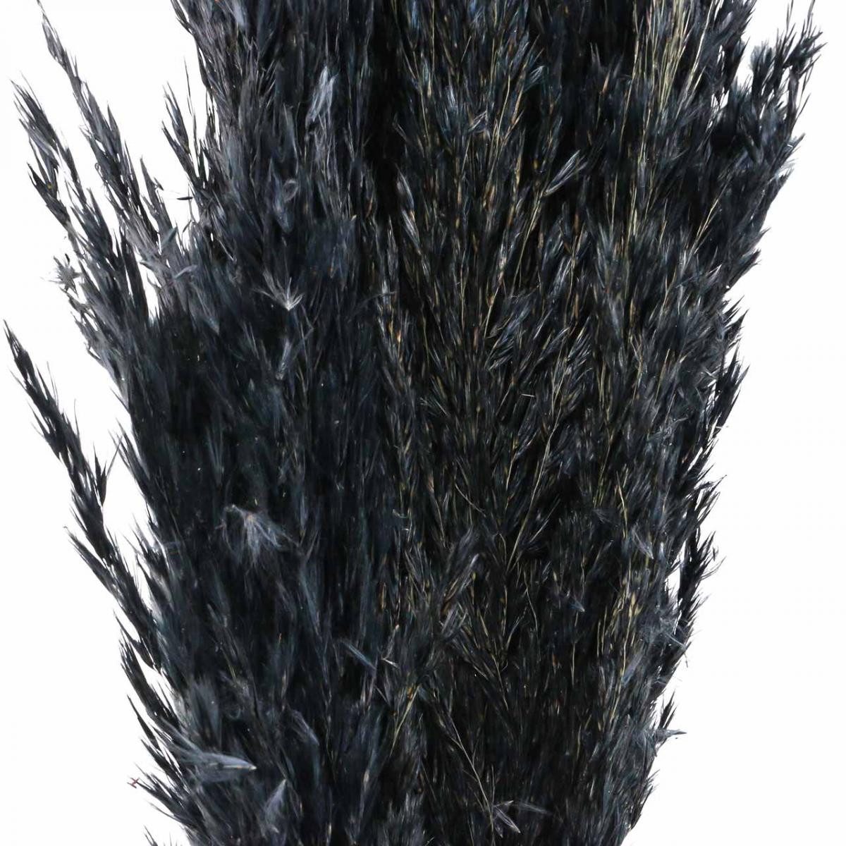 Trockenblume Trockengras Riedgras Schwarz 70cm Dekoration Trend 10 Stk, Via günstig online kaufen