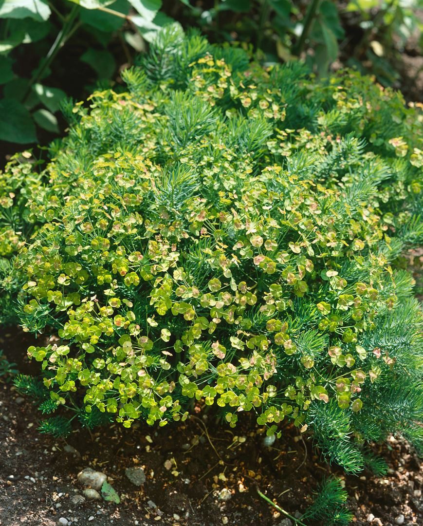 Pflanzen für Dich Staude Euphorbia seguieriana niciciana, 1 St., Steppen-Wolfsmilch