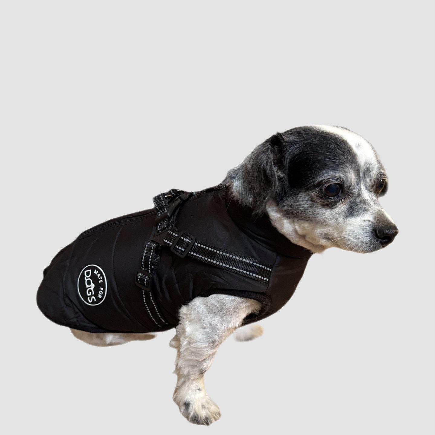 Hundemantel Hundejacke Laika Haustier Weste mit Brustgeschirr Gurt gefüttert