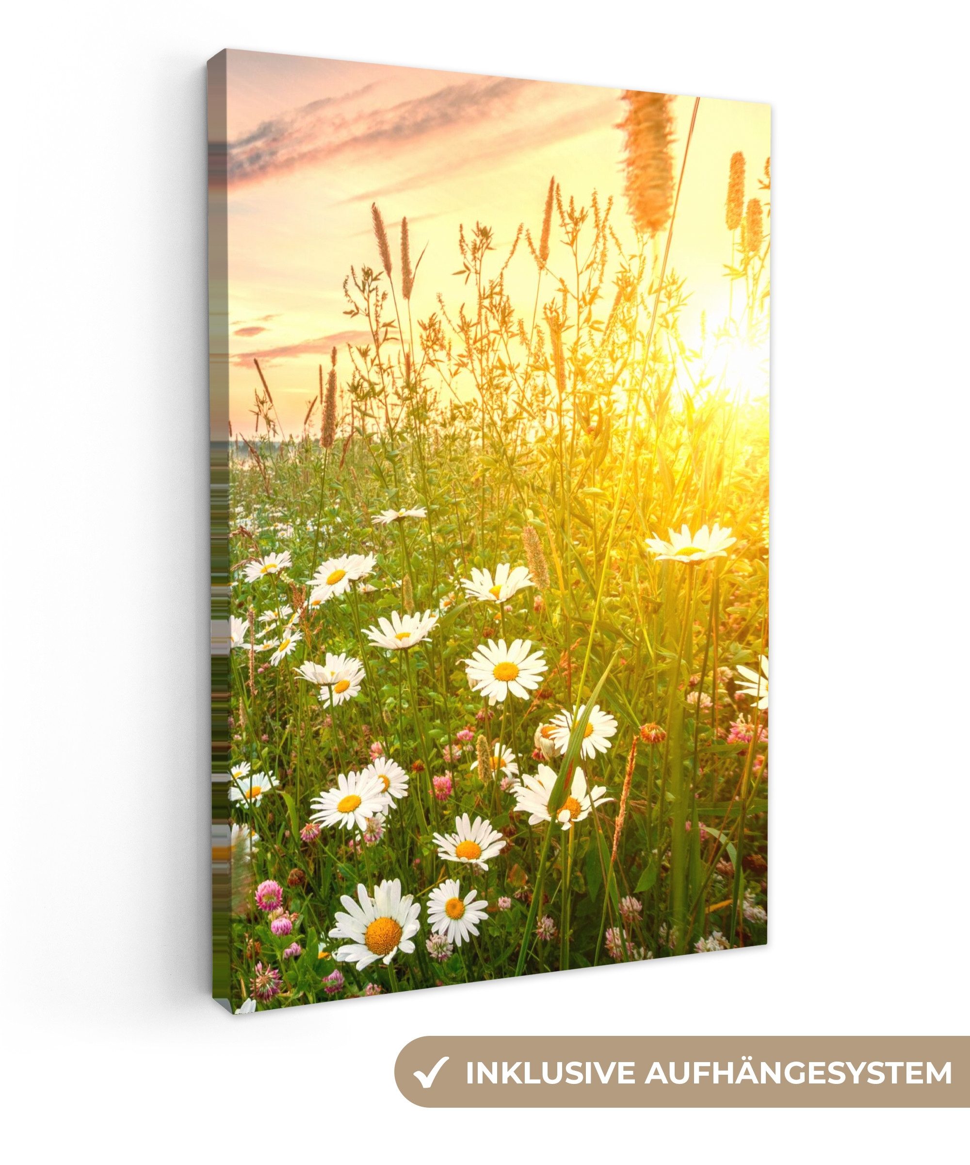 OneMillionCanvasses® Leinwandbild Blumen - Gänseblümchen - Natur - Sonne - günstig online kaufen