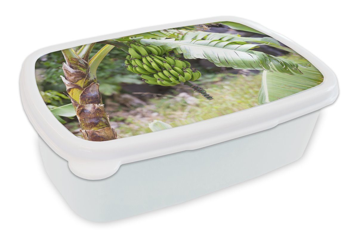 Erwachsene, - Pflanze für und - Brotdose, Mädchen Kinder weiß Brotbox Lunchbox für MuchoWow und Jungs Kunststoff, Banane Baum, (2-tlg),