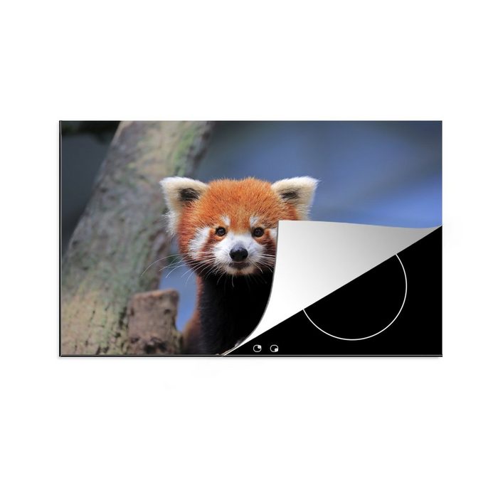 MuchoWow Herdblende-/Abdeckplatte Roter Panda - Orange - Baum Vinyl (1 tlg) induktionskochfeld Schutz für die küche Ceranfeldabdeckung