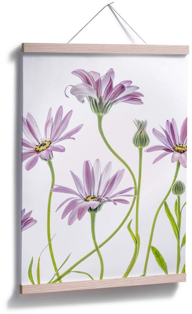 (1 Wall-Art Gänseblümchen, Blumen Poster St)