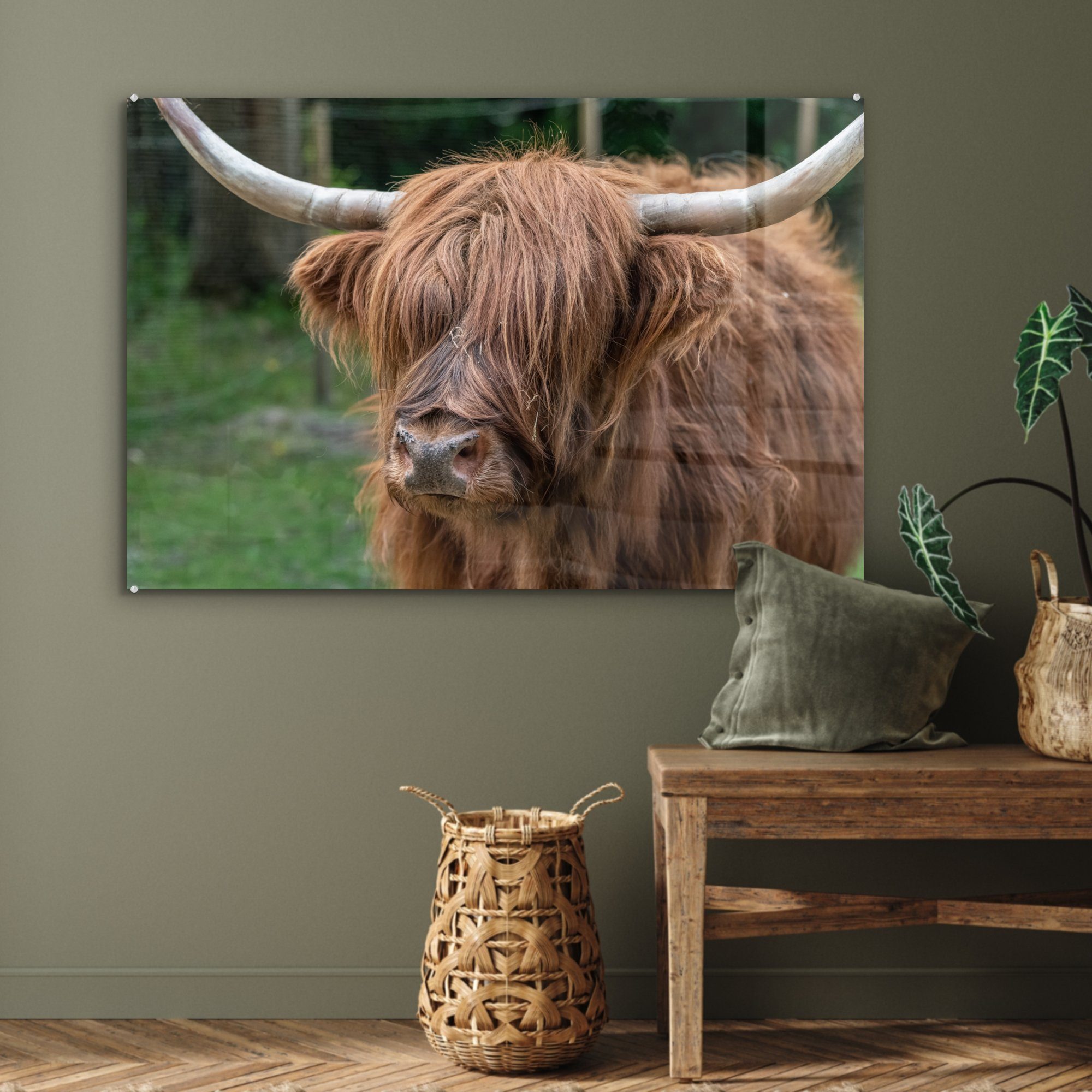 (1 MuchoWow Highlander Acrylglasbilder & Wohnzimmer Schlafzimmer St), Schottischer Acrylglasbild Natur - Porträt, -
