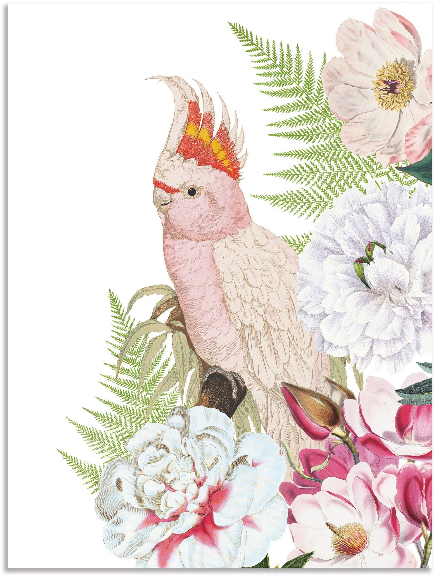 Artland Wandbild »Vintage Papagei II«, Vogelbilder (1 Stück), in vielen Größen & Produktarten - Alubild / Outdoorbild für den Außenbereich, Leinwandbild, Poster, Wandaufkleber / Wandtattoo auch für Badezimmer geeignet-Otto