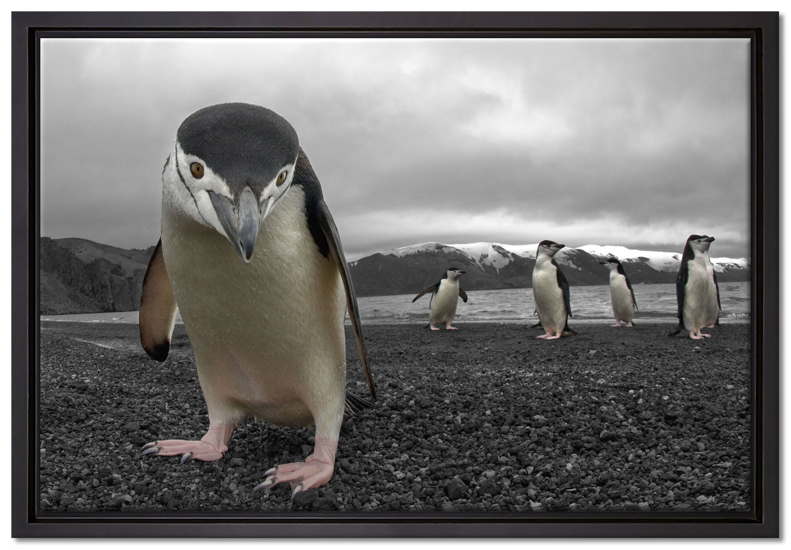 Leinwandbild Lustige St), gefasst, Pixxprint Zackenaufhänger (1 Leinwandbild fertig Pinguine, Wanddekoration inkl. in Schattenfugen-Bilderrahmen bespannt, einem