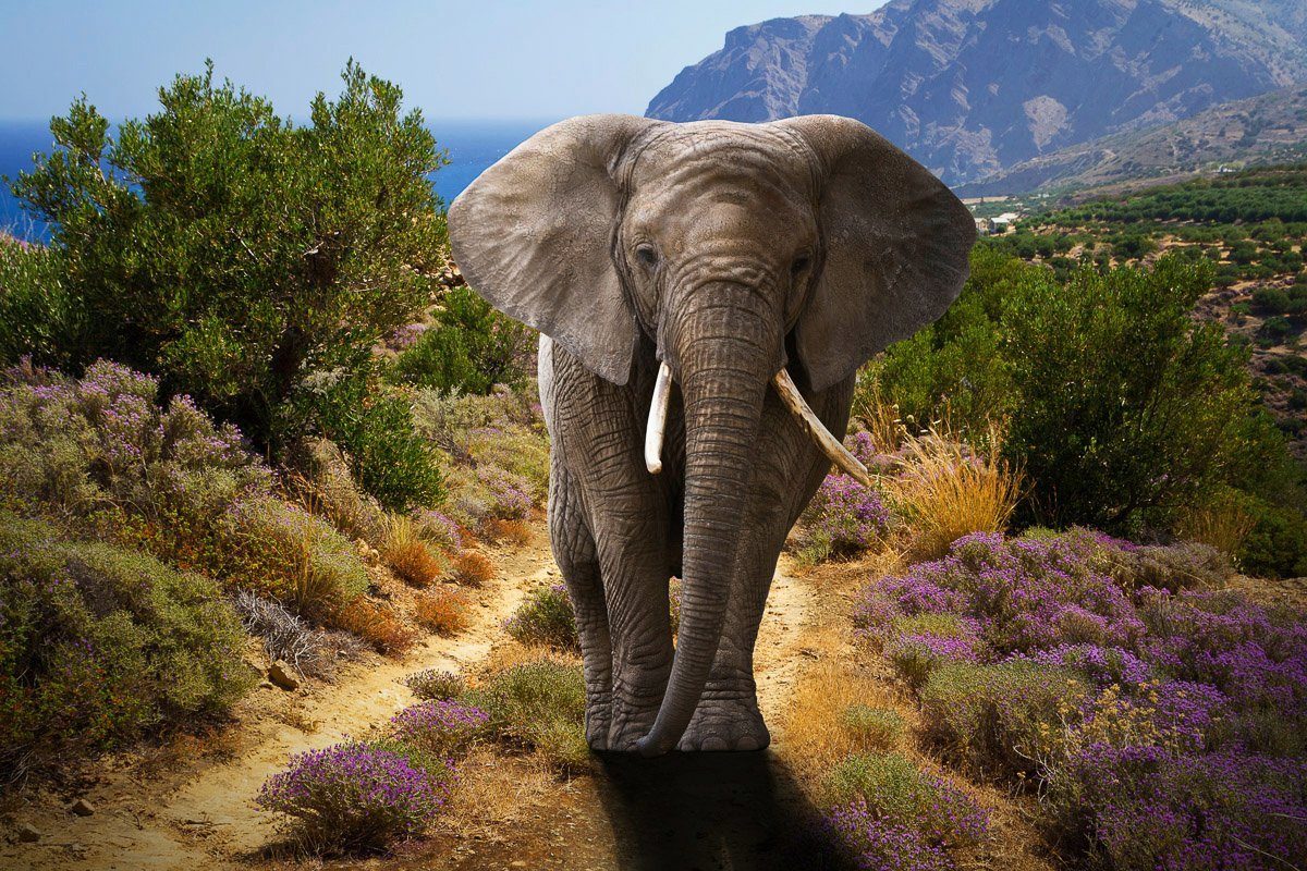 Papermoon Fototapete ELEFANT-NATUR AFRIKA SAFARI TIERE ELEFANTEN LANDSCHAFT