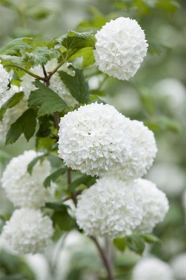 Pflanzen für Dich Gehölze Viburnum opulus Roseum, 1 St., Schneeball, Gewöhnlicher Schneeball, Bauernschneeball