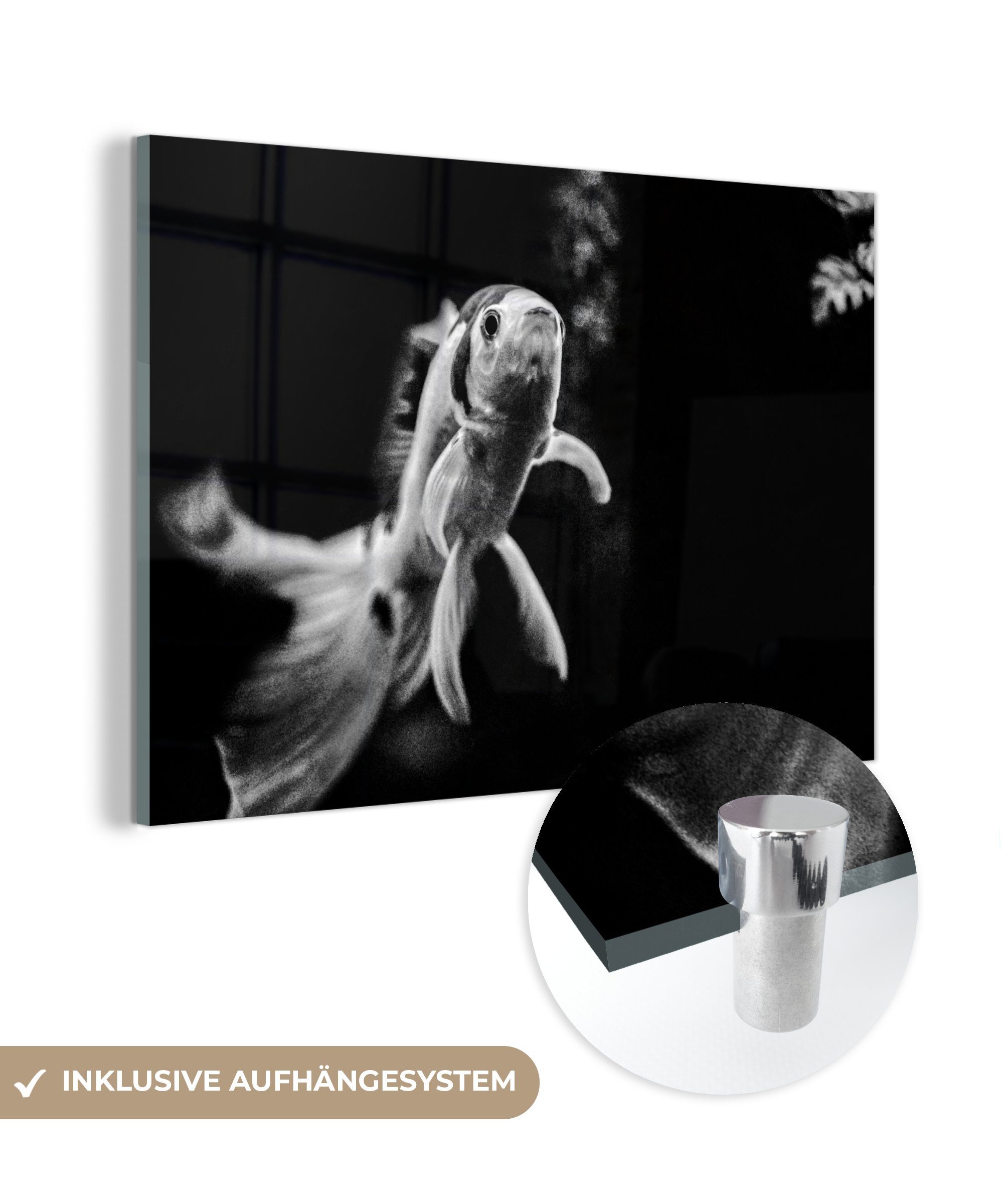 MuchoWow Acrylglasbild Goldfisch schwimmt in Schwarz und Weiß auf, (1 St), Acrylglasbilder Wohnzimmer & Schlafzimmer