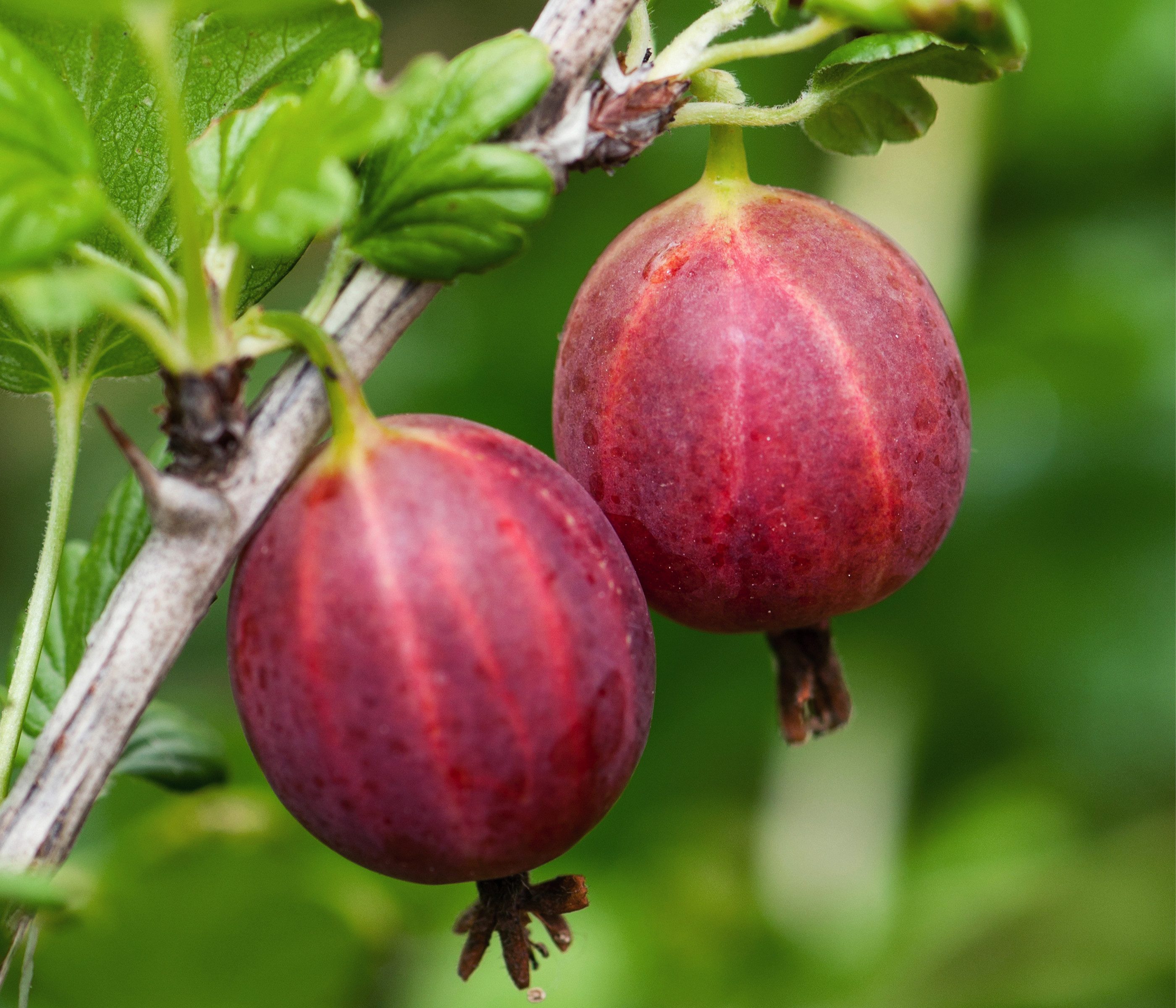 Dehner Obstpflanze Bio Stachelbeere Captivator, Früchte rot, 30-50 cm, Ribes uva-crispa, kompakter Beerenstrauch, Selbstbefruchter