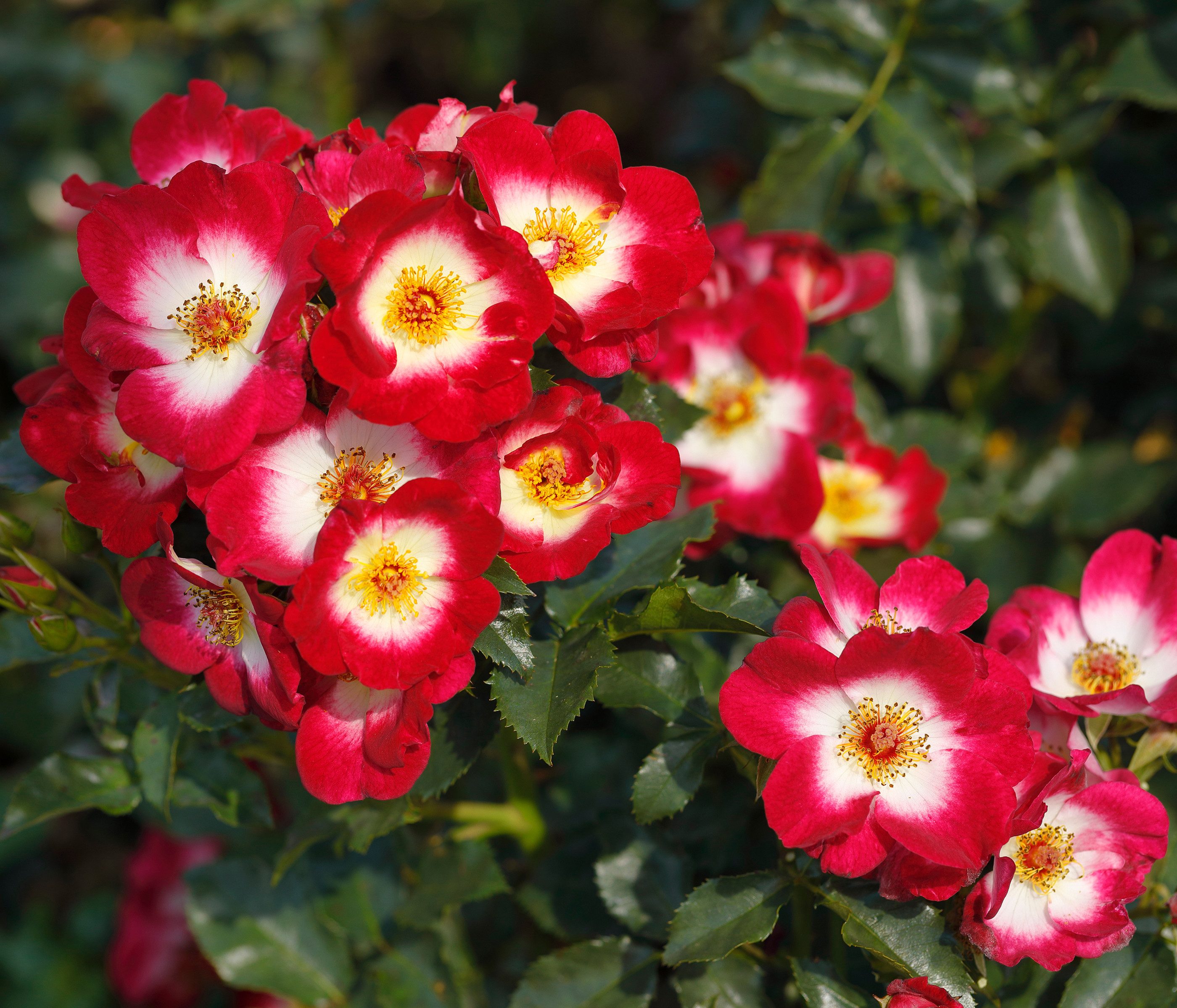 Dehner Rose Beetrose Loki®, rot-weiße Blüten, ungefüllt und duftend, gut frostfeste Rosenzüchtung mit Wildrosen-Charme, Züchter Tantau