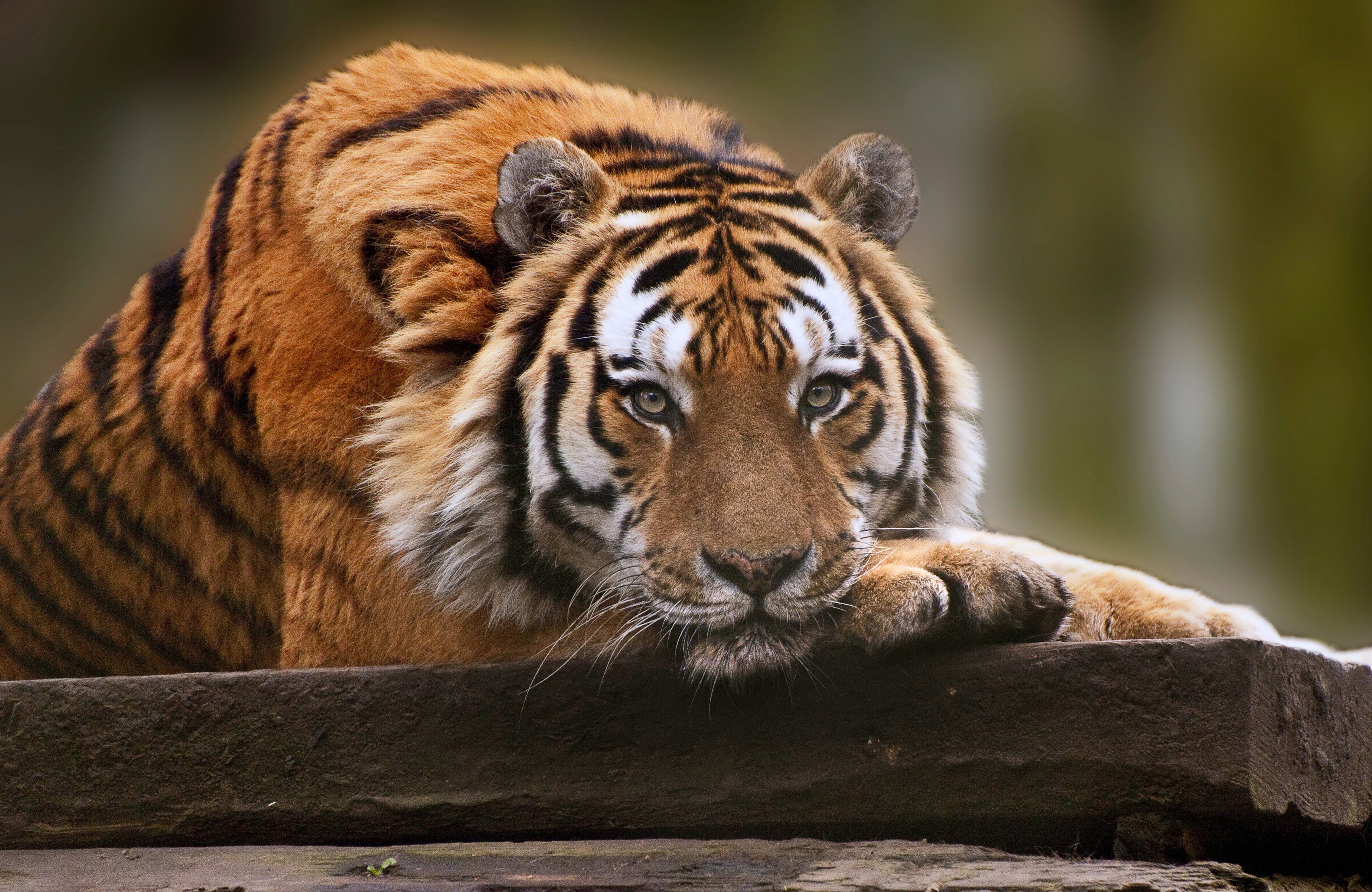 Fototapete TIGER-NATUR LÖWE GEPARD PUMA JAGUAR DSCHUNGEL TIERE XXL