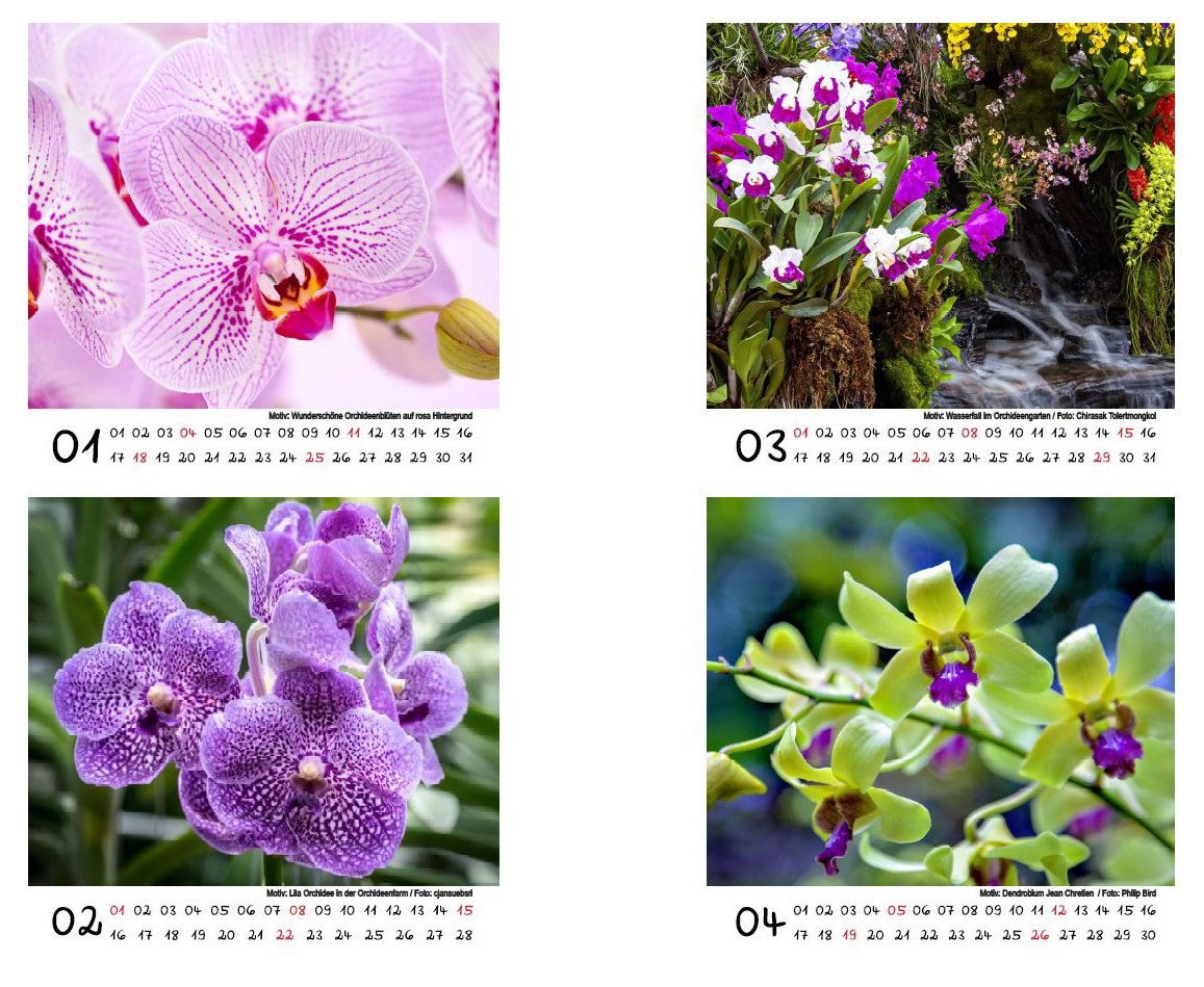 Seelenzauber Tischkalender Orchideenzauber Tischkalender 10cm x 10cm für 2026 Orchideen Blüten