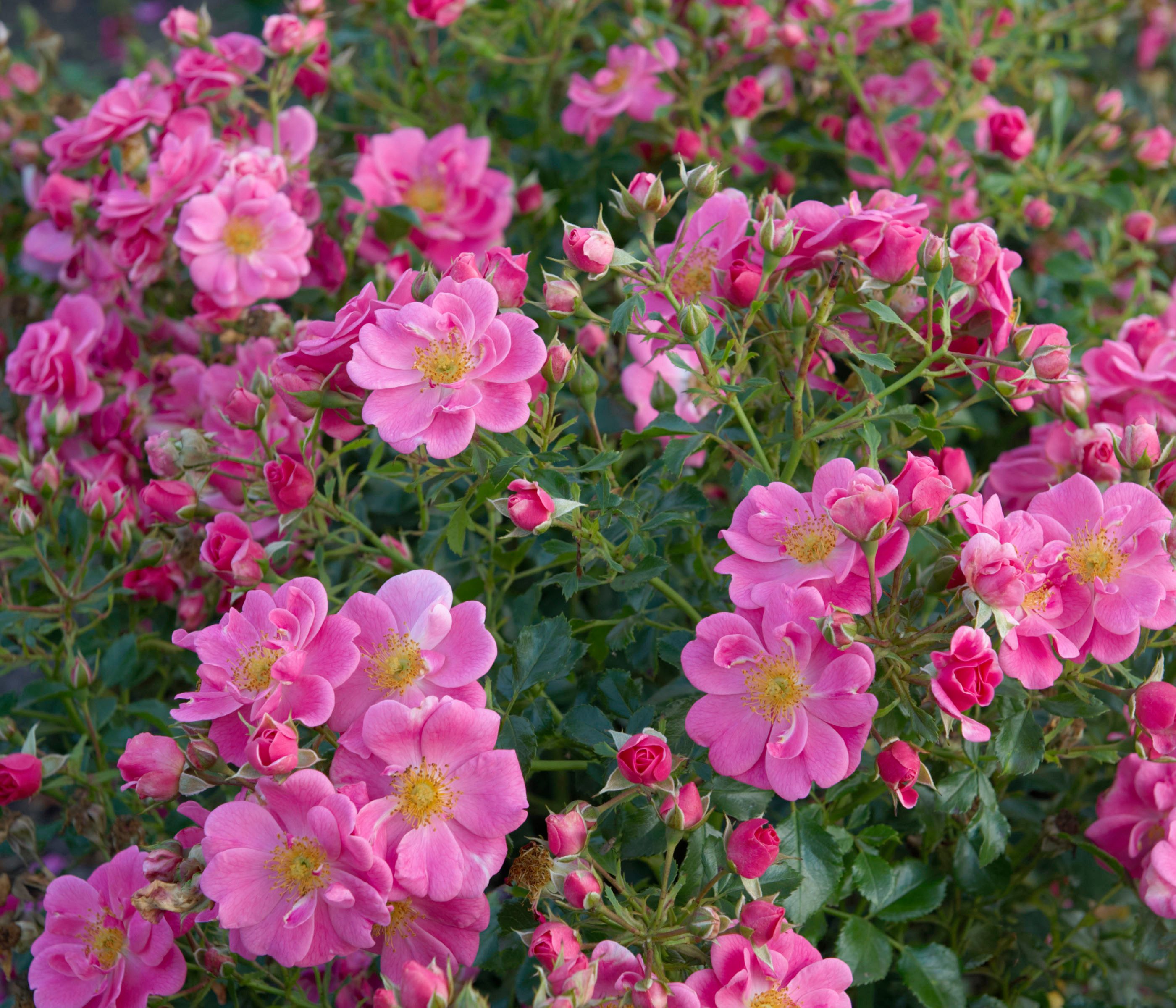 Dehner Rose Bodendeckerrose Bienenweide®, 15-30 cm, 4 l Topf, rosa-farbene Blüten, buschförmiger Wuchs, Züchter Tantau