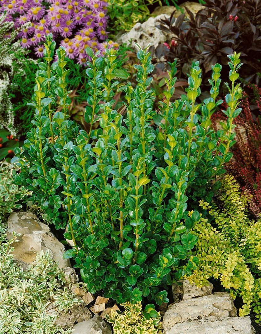 Pflanzen für Dich Gehölze Buxus semp. Rotundifolia, 1 St., Buchsbaum, Buchs, Buxus