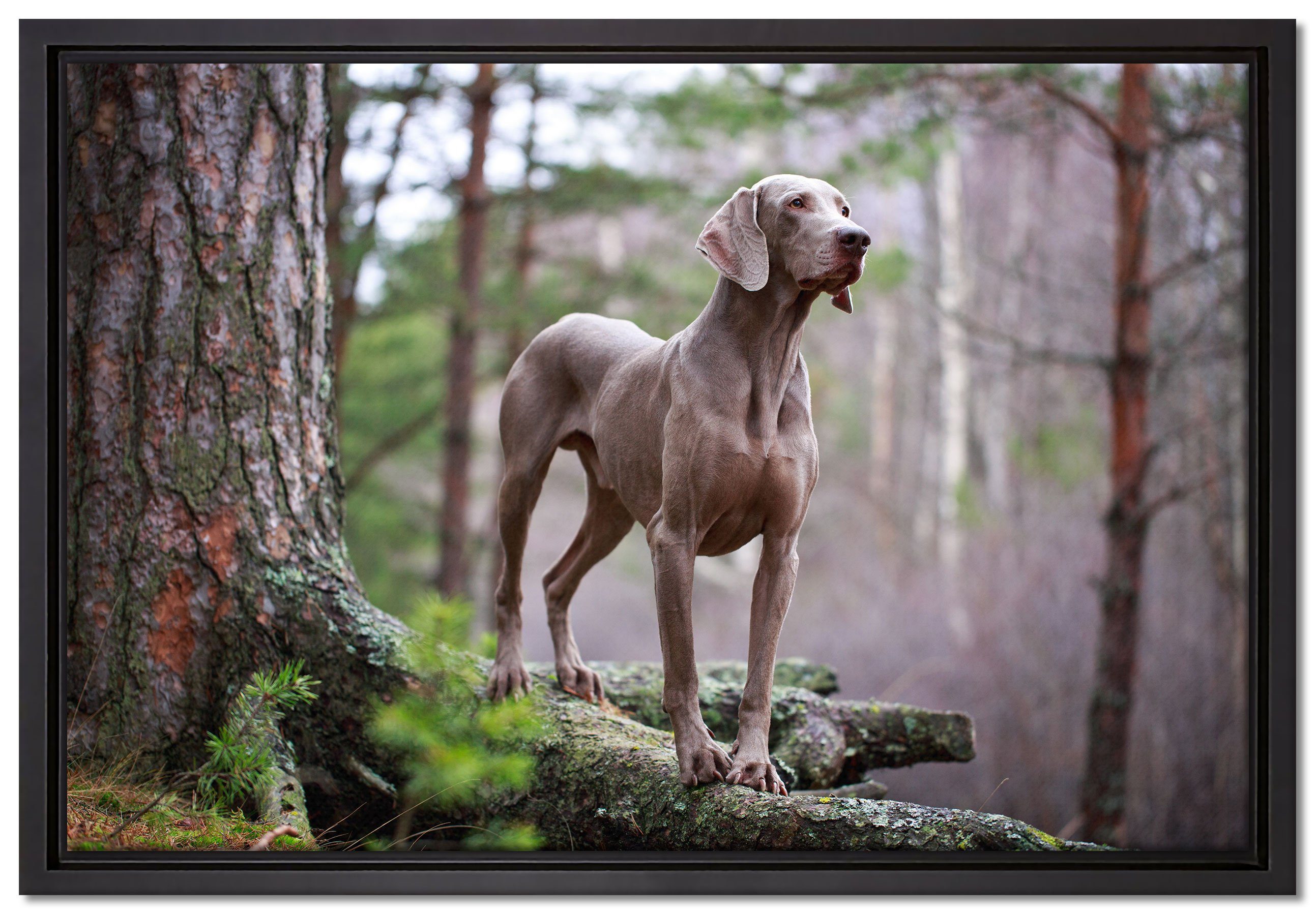 Pixxprint Leinwandbild Edler Weimaraner im Wald, Wanddekoration (1 St), Leinwandbild fertig bespannt, in einem Schattenfugen-Bilderrahmen gefasst, inkl. Zackenaufhänger