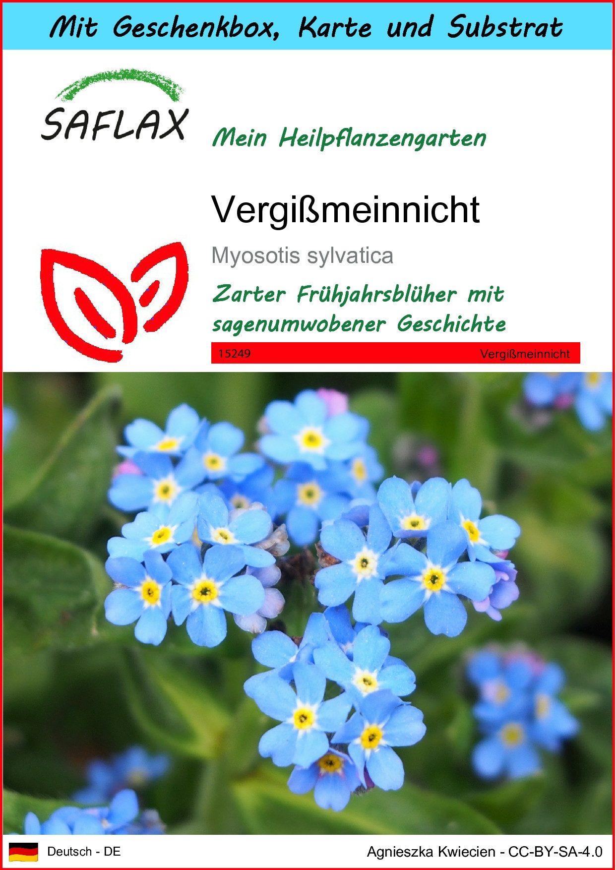Blumensamen SAFLAX - Geschenkset - Vergißmeinnicht
