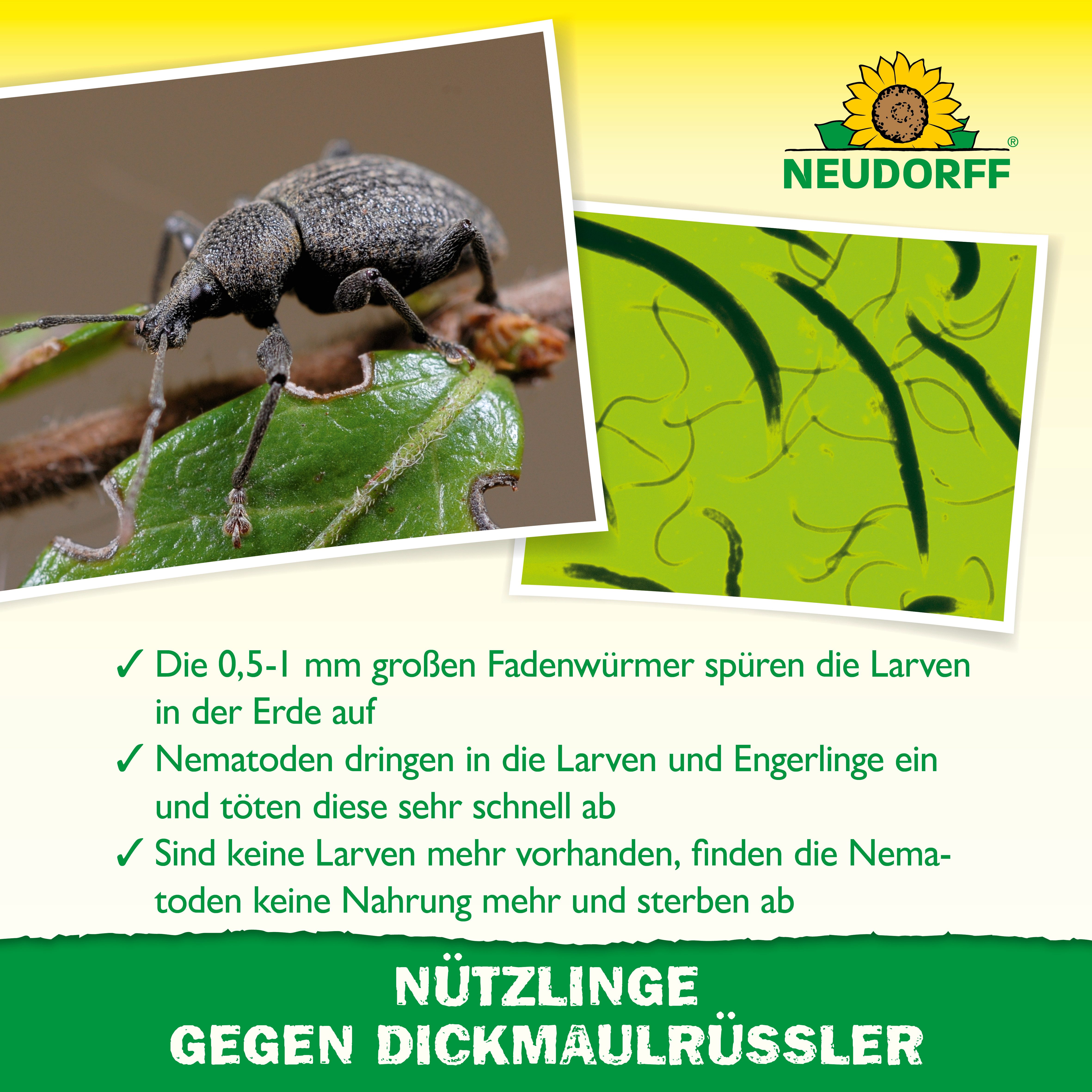 Neudorff Nematoden Nützlinge gegen Dickmaulrüssler und Engerlinge, 50 Mio. HM-Nematoden für bis zu 100 m² – Bild 3 von 5