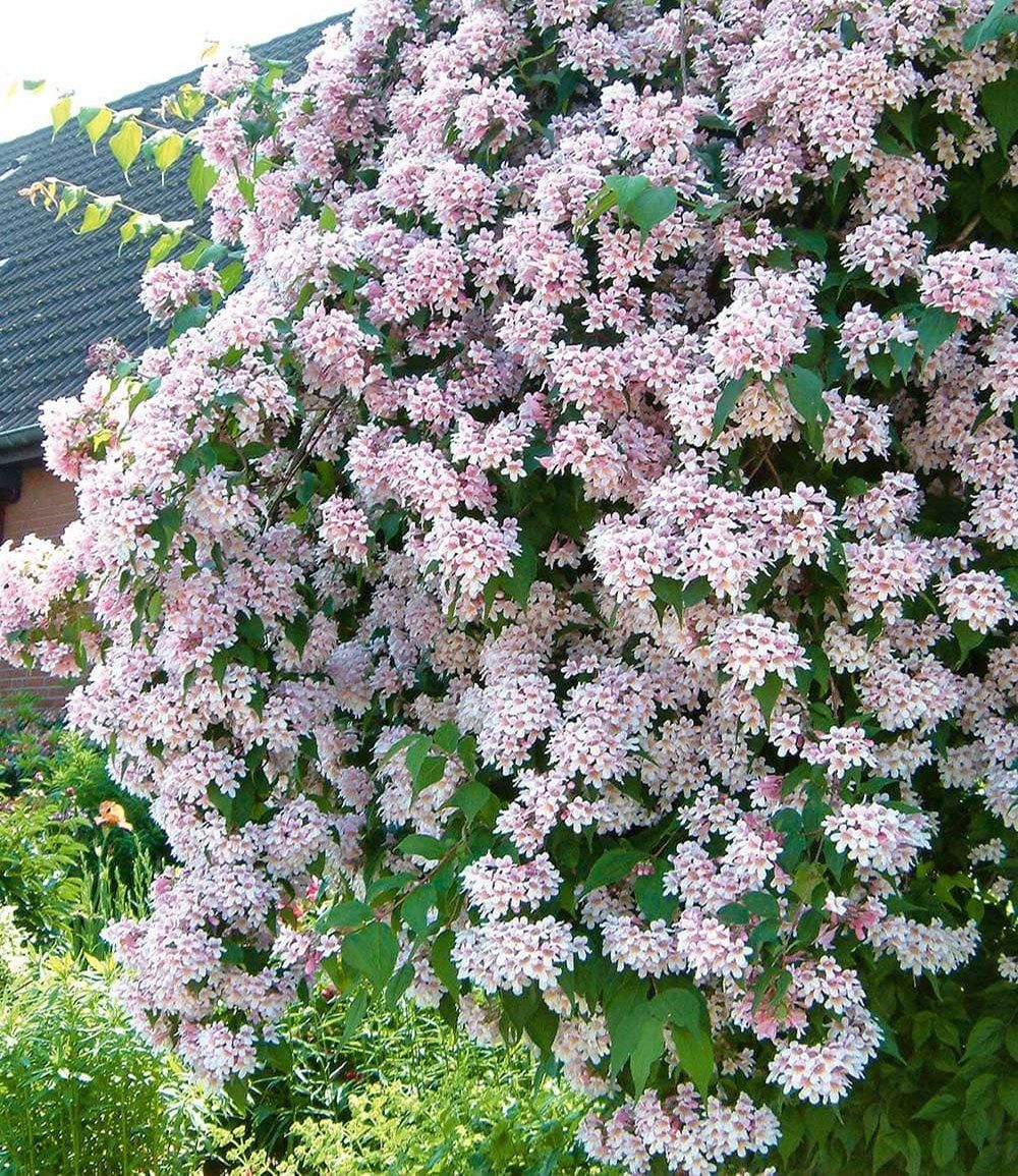 BALDUR Garten Zierstrauch Rosa Perlmuttstrauch, 1 St., Trockenheitstolerant,winterhart, blickdicht,duftend