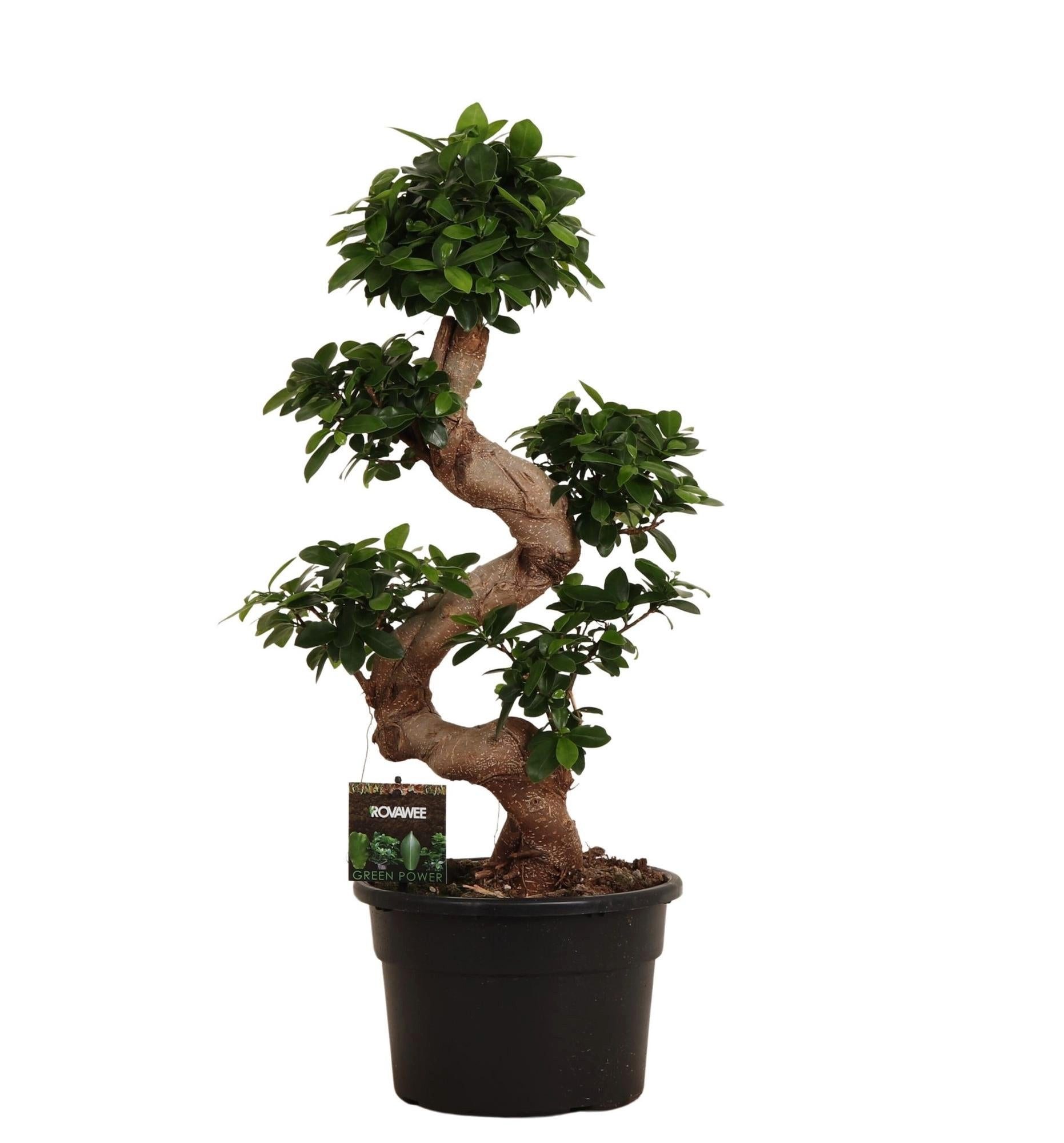 Florora Zimmerpflanze Ficus Microcarpa – 80 cm