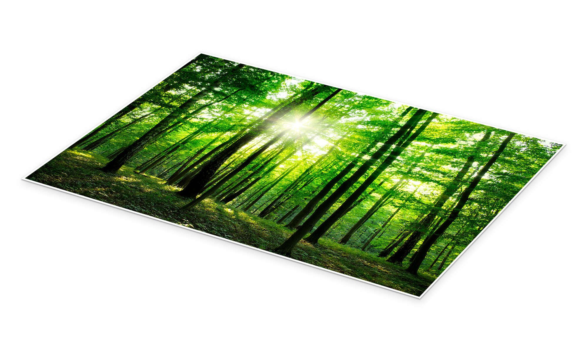 Posterlounge Wandbild Sonnenlicht im grünen Wald, Frühling, Editors Choice, erhältlich als Poster, Leinwandbild, Wandsticker oder Acrylglasbild