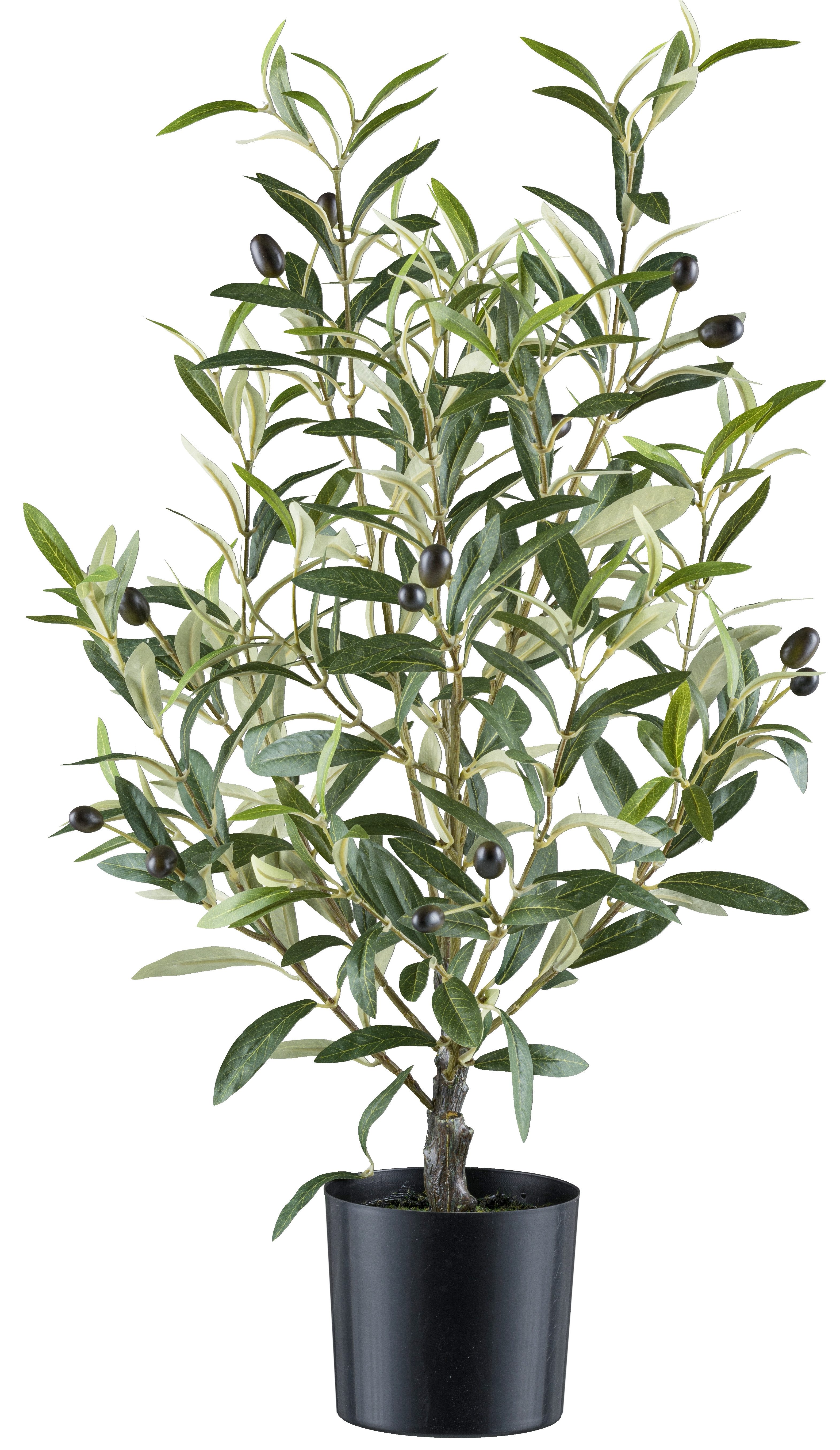 Kunstpflanze Olive, Creativ green, Höhe 70 günstig online kaufen