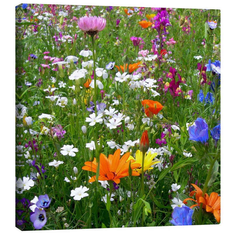 Posterlounge Leinwandbild blackpool, Blumenwiese, Fotografie