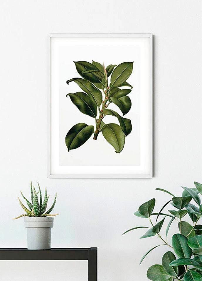 Komar Bild Elastica Tree, Blätter, Pflanzen (1 St), Wandbild zur Dekoration - ohne Rahmen