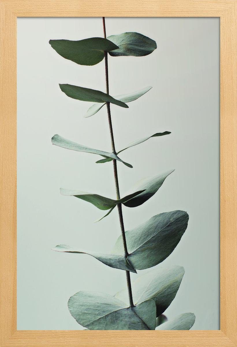 cm Poster Holzrahmen, Poster Strigel St), Rand weißen einem (1 mit Monika Fine-Art-Print Galeriequalität in Juniqe breiten, 1 mit