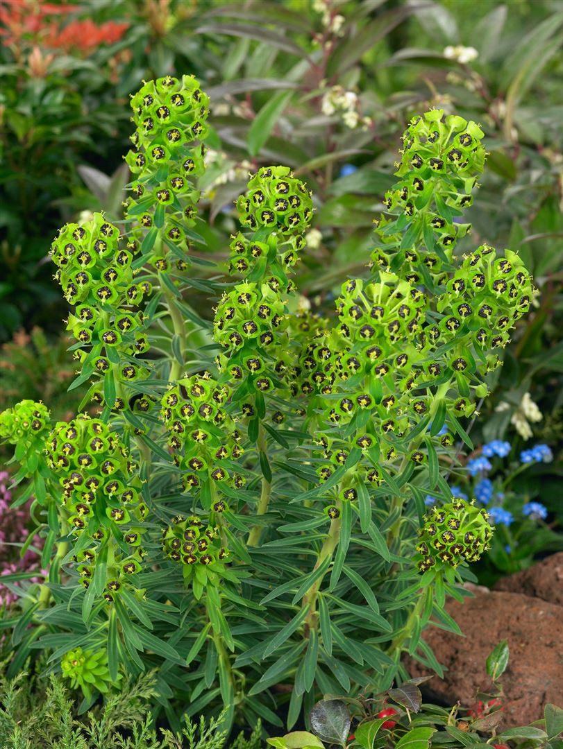 Pflanzen für Dich Staude Euphorbia char. Black Pearl, 1 St., Mediterraner Wolfsmilch, Wolfsmilch