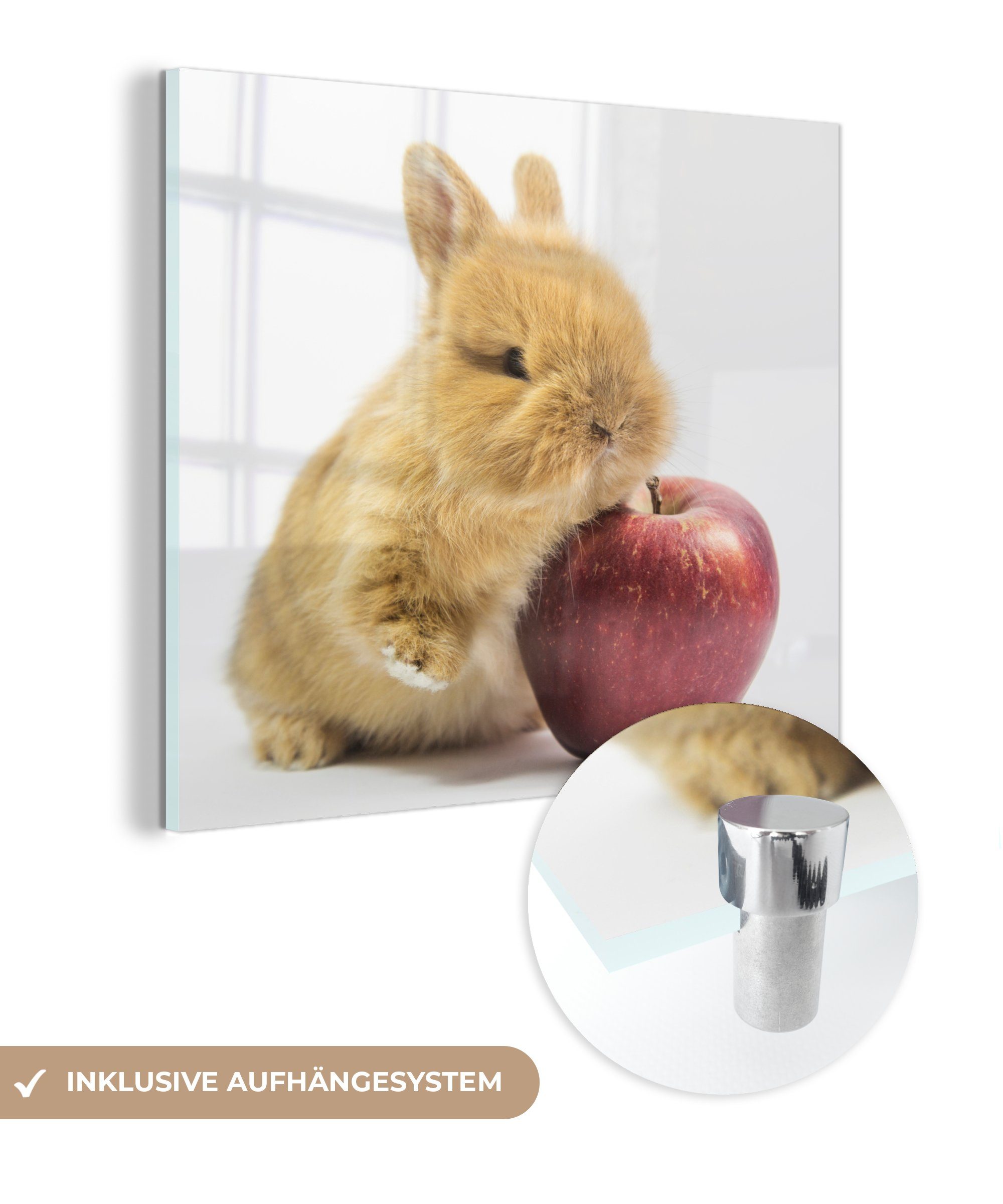 MuchoWow Acrylglasbild Kaninchen - Baby - Apfel, (1 St), Glasbilder - Bilder auf Glas Wandbild - Foto auf Glas - Wanddekoration