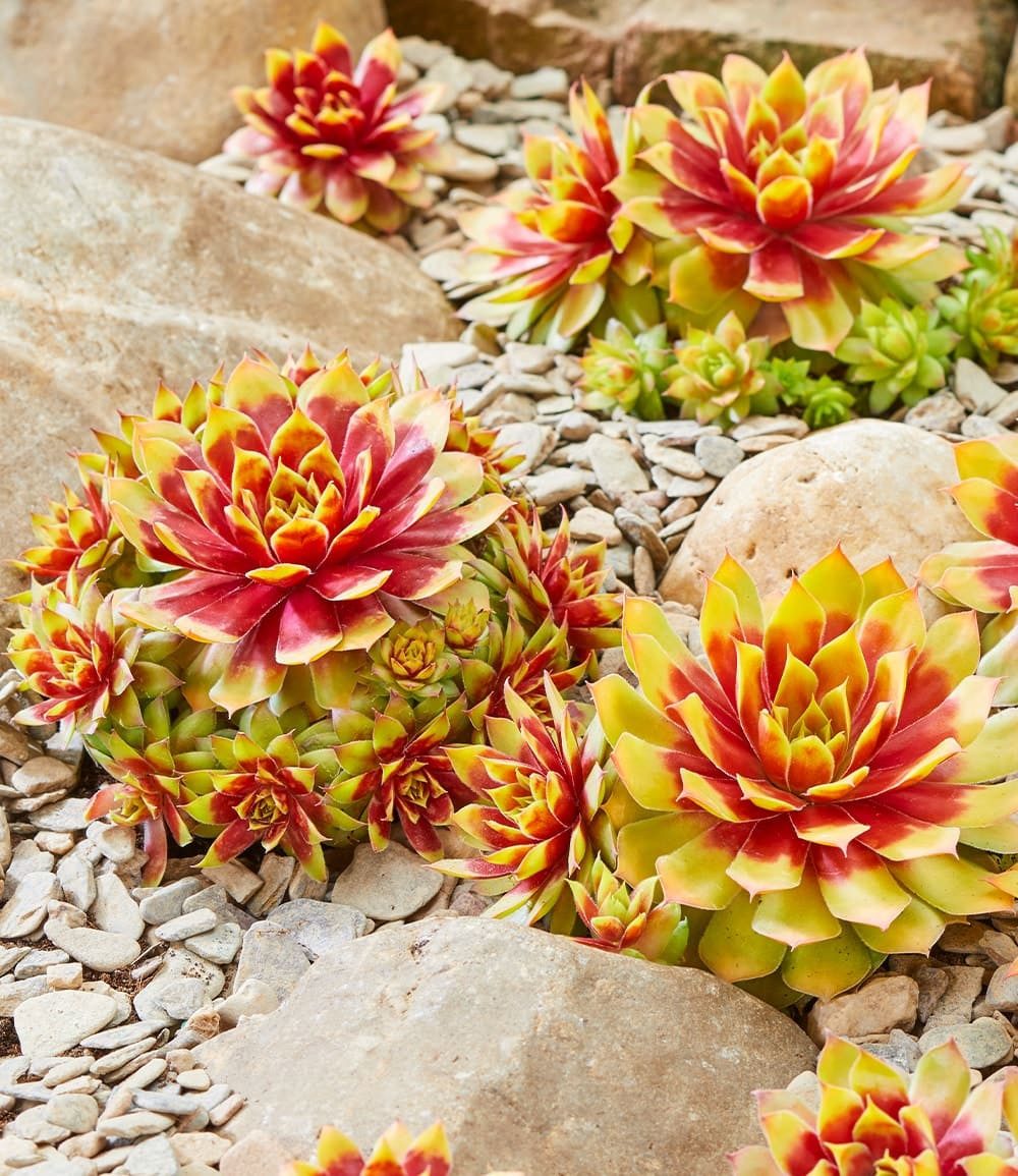 BALDUR Garten Bodendecker 2er Sempervivum 'Gold Nugget®', 2 St., Neuzüchtung, immergrün,winterhart, pflegeleicht