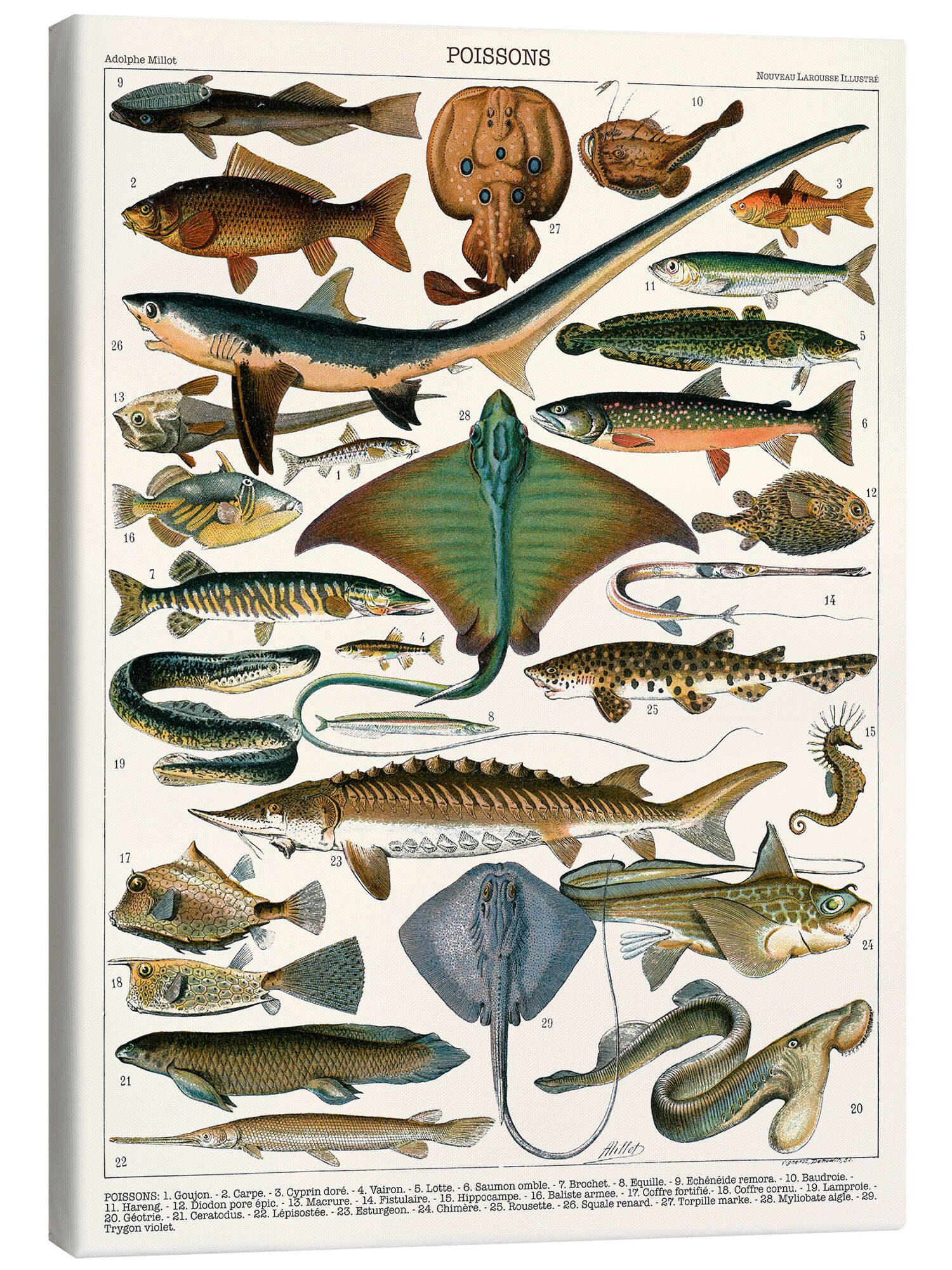 Posterlounge Leinwandbild Adolphe Millot, Meeresfische, 1905 (französisch), Wohnzimmer Maritim Illustration