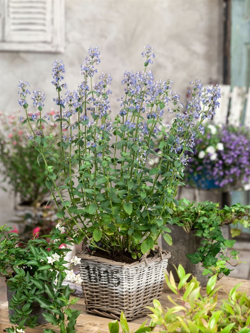 Pflanzen für Dich Staude Nepeta faassenii Gletschereis, 1 St., Katzenminze, Blaue Katzenminze