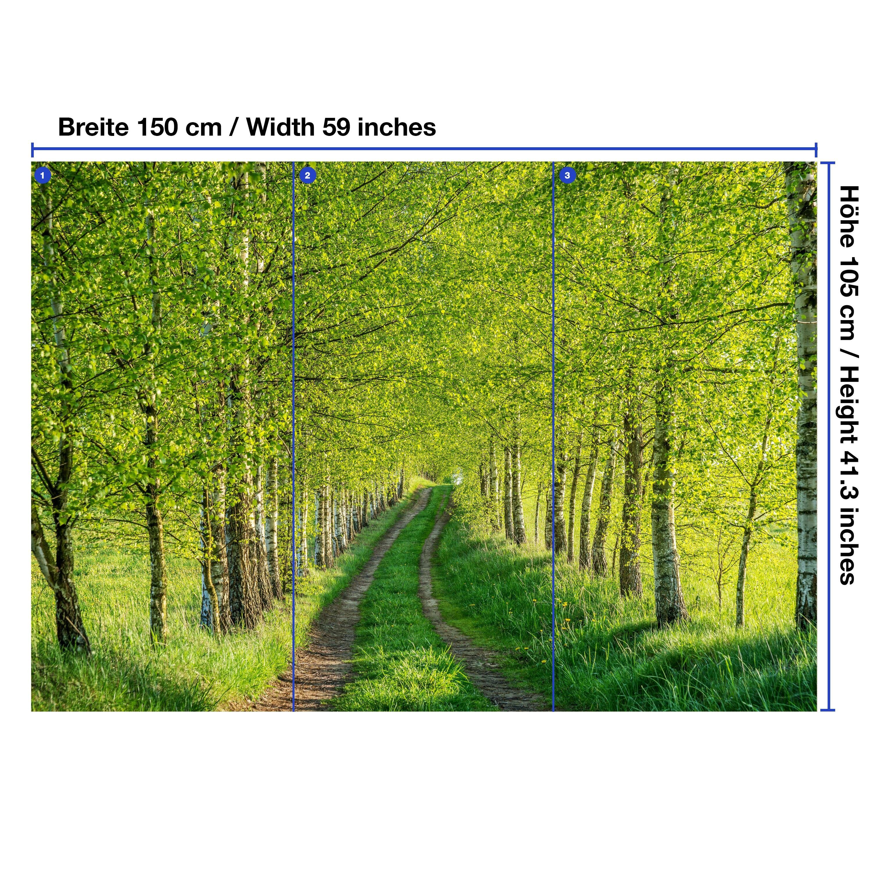 Wandtapete, Gräser, Wege Bäume Motivtapete, glatt, matt, Fototapete wandmotiv24 Vliestapete Birkenwald