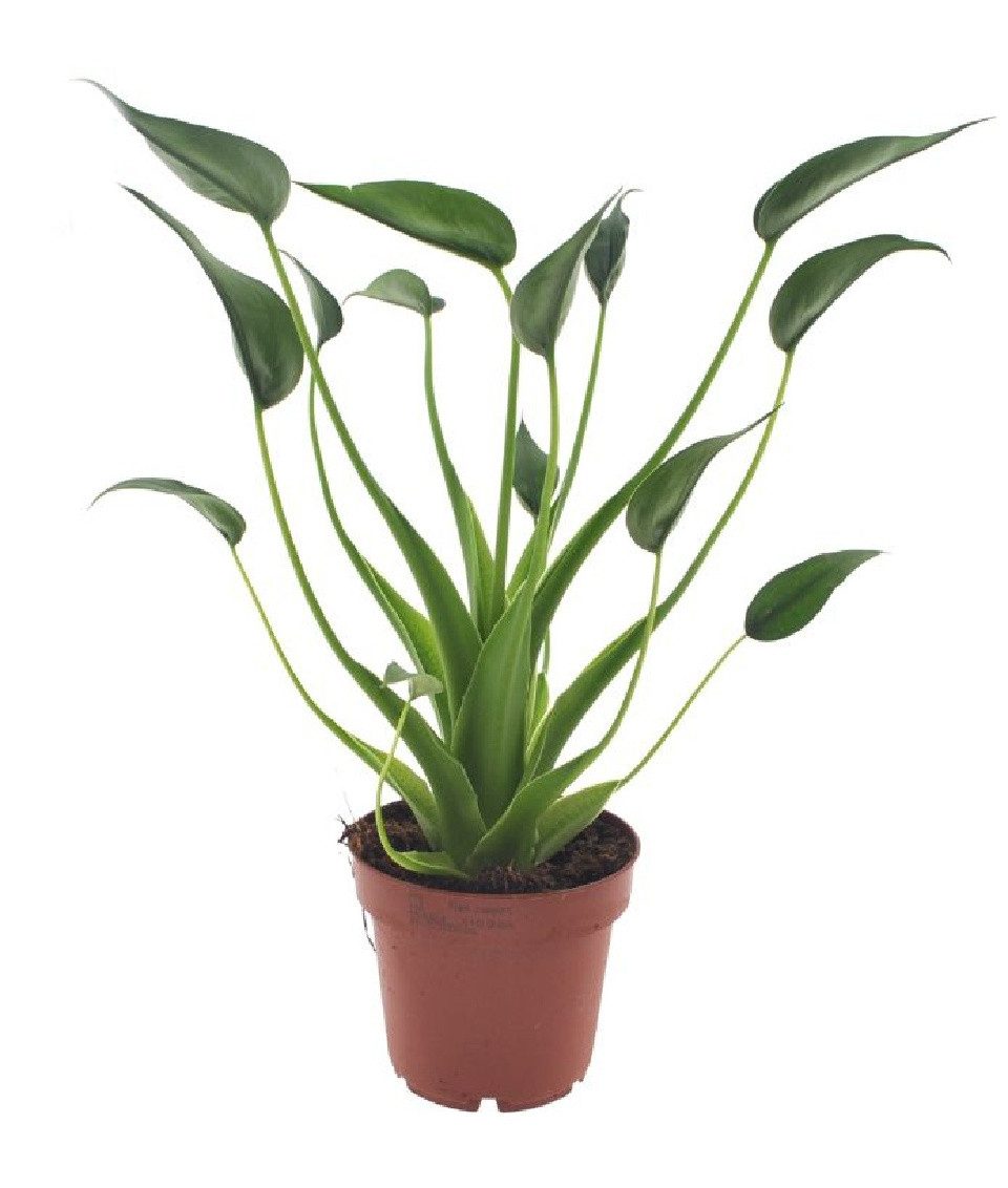 meinvipshop Zimmerpflanze Alocasia Tiny Dancers 30 cm Zimmerpflanze